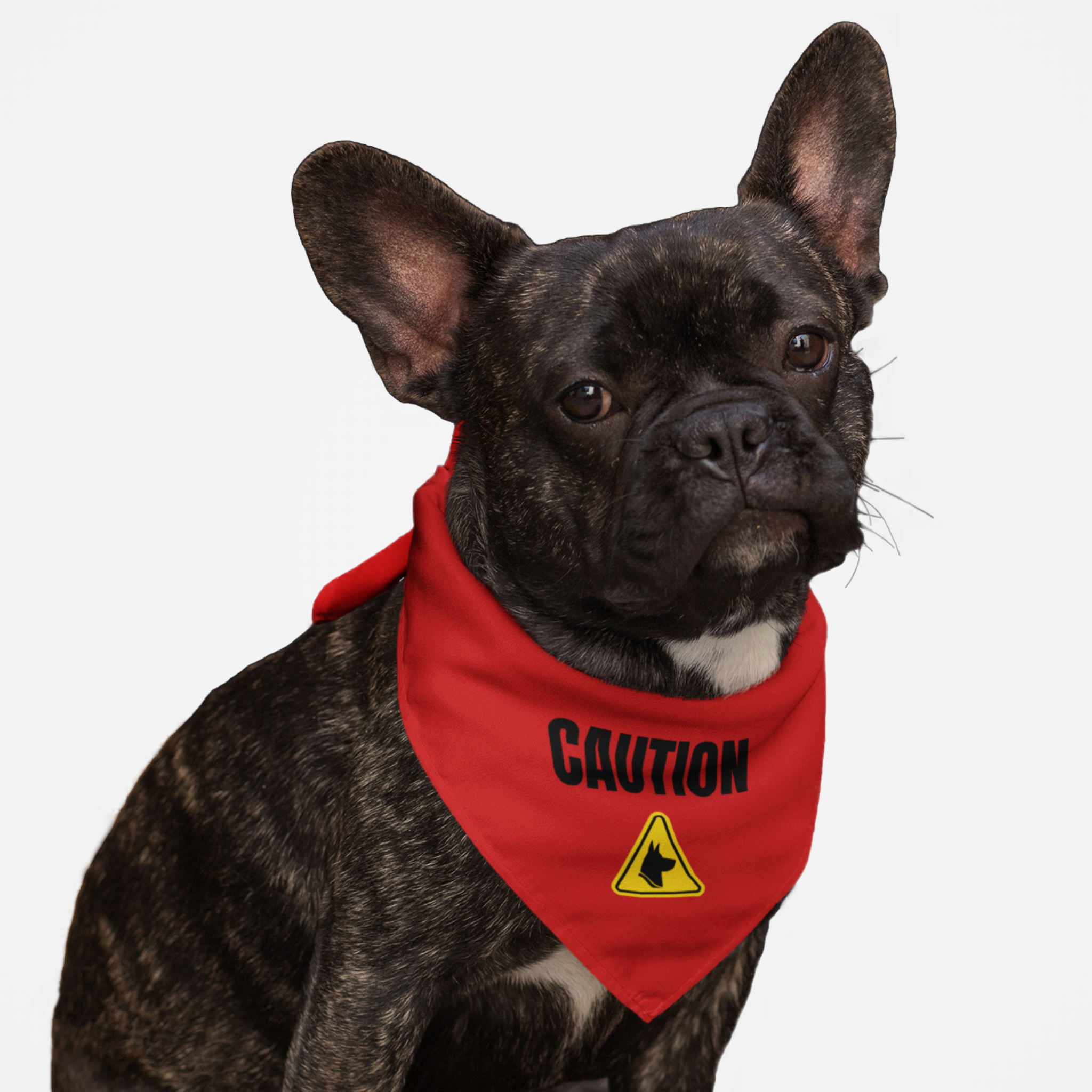 Dog wearing red caution warning bandana.