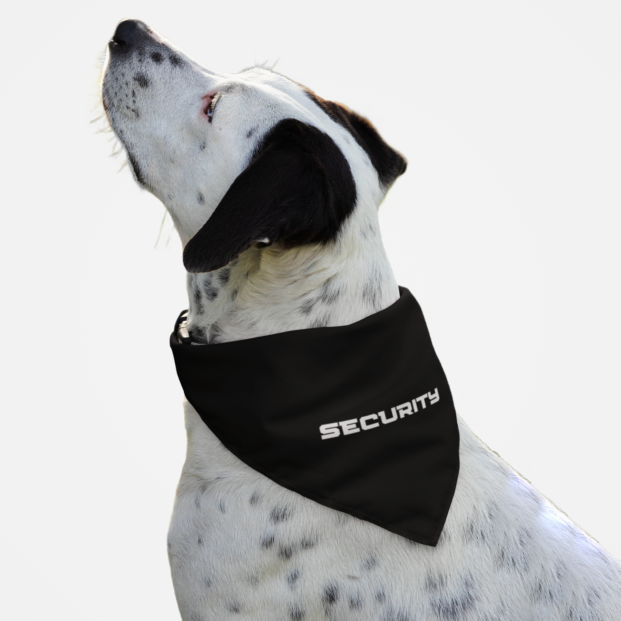 Dog wearing "Security" bandana.
