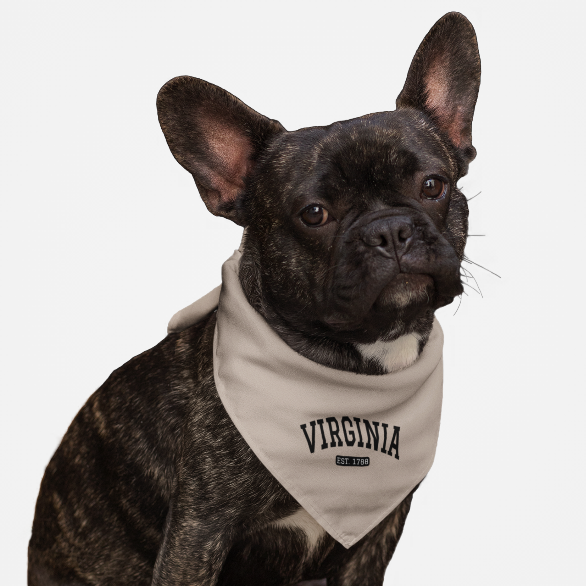 Dog wearing taupe bandana saying "Virginia Est 1788" in varsity font.