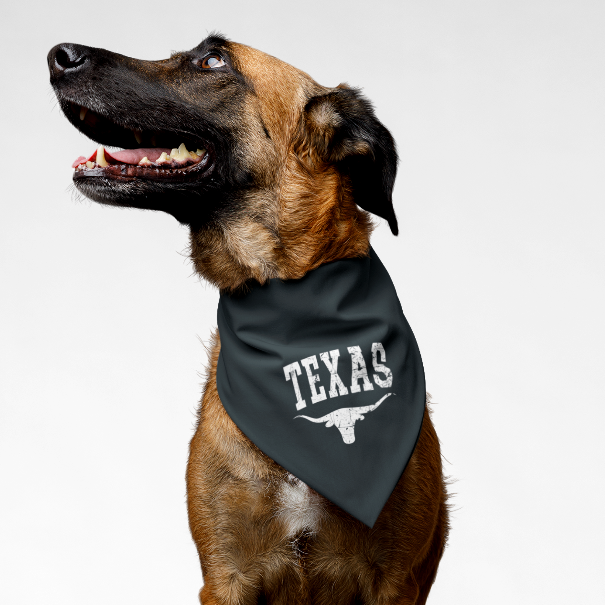 Dog wearing Texas longhorn bandana with distressed look.