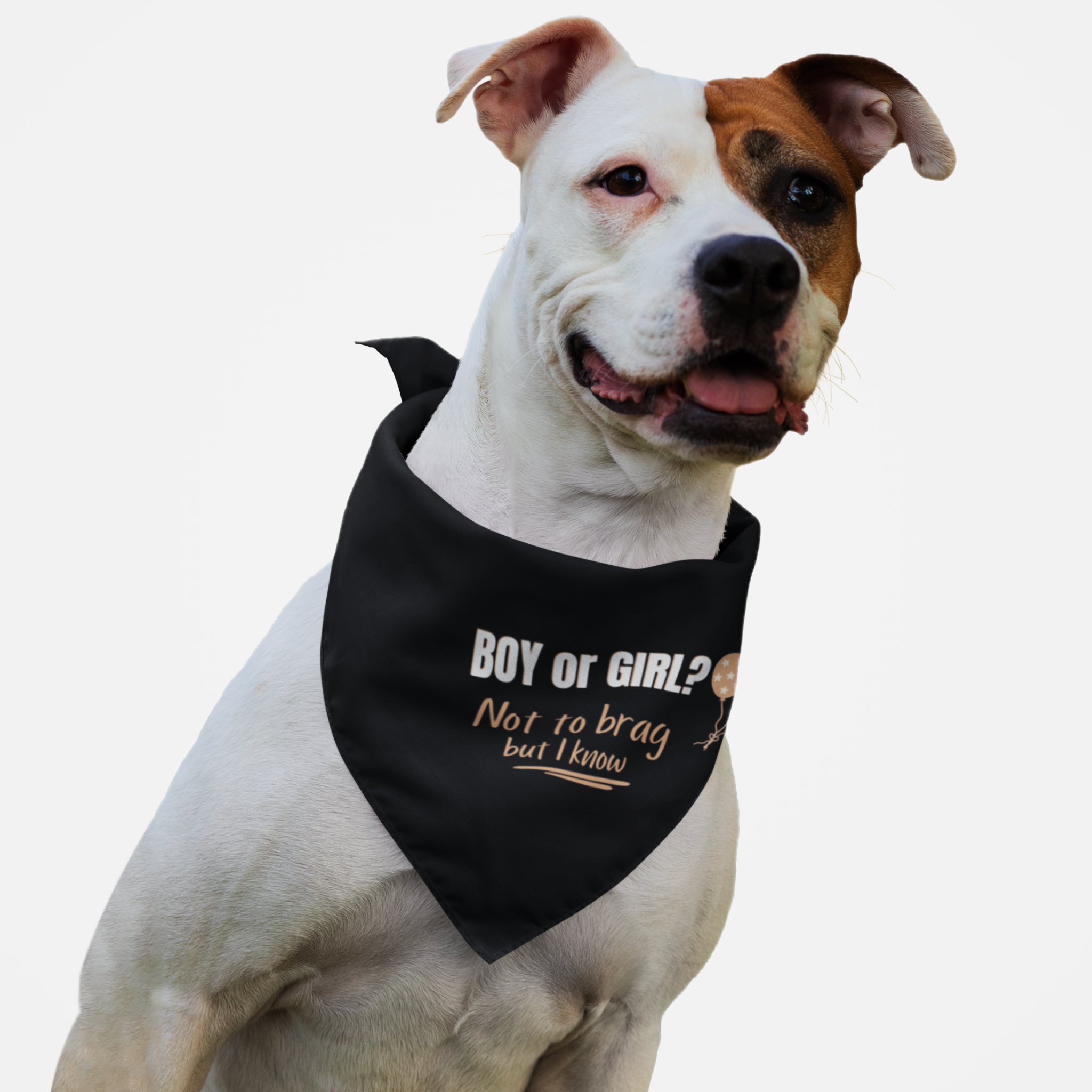 Dog with pregnancy announcement bandana for gender reveal saying "Boy Or Girl? Not To Brag But I Know."