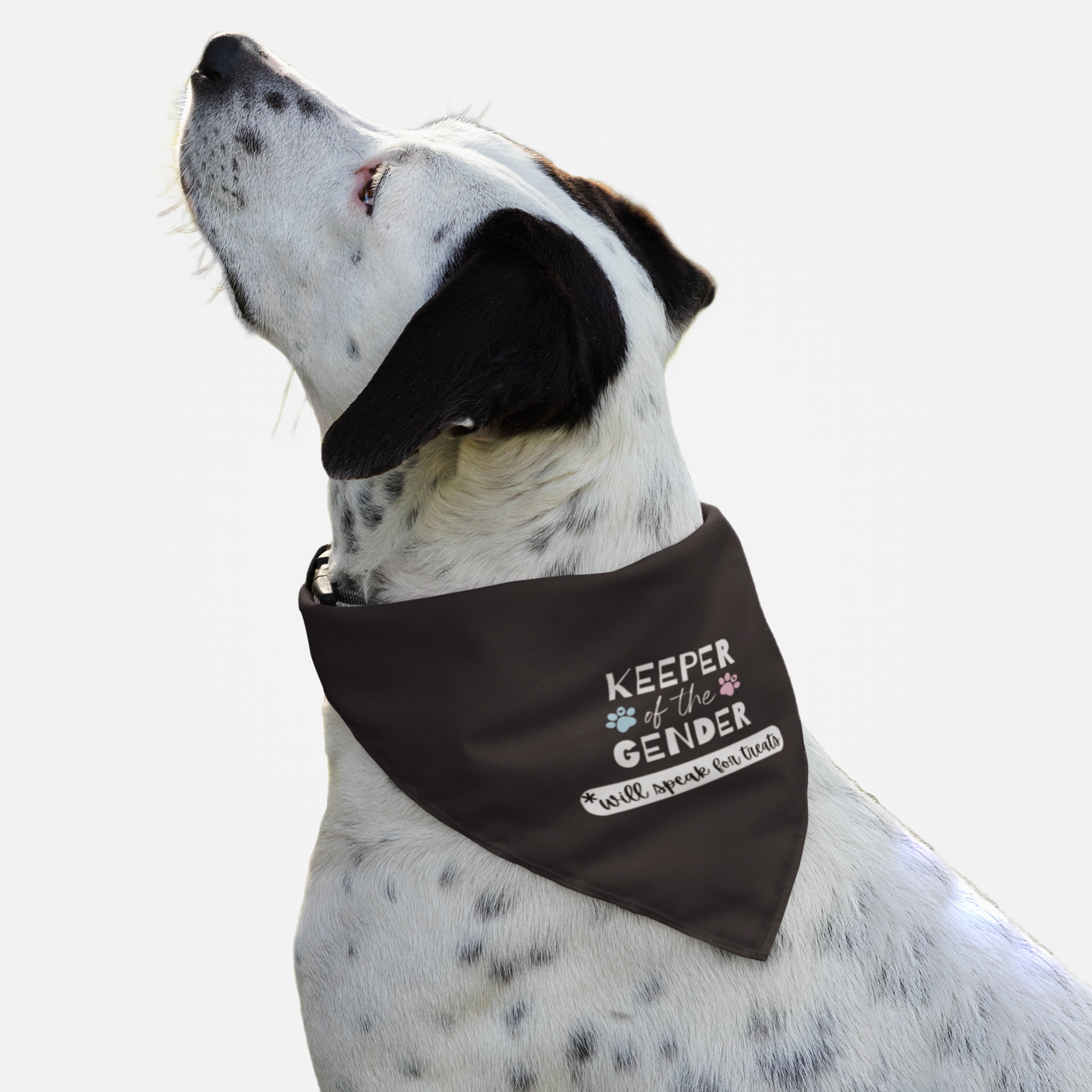 Dog with funny pregnancy announcement bandana for gender reveal saying "Keeper Of The Gender. Will Speak For Treats."