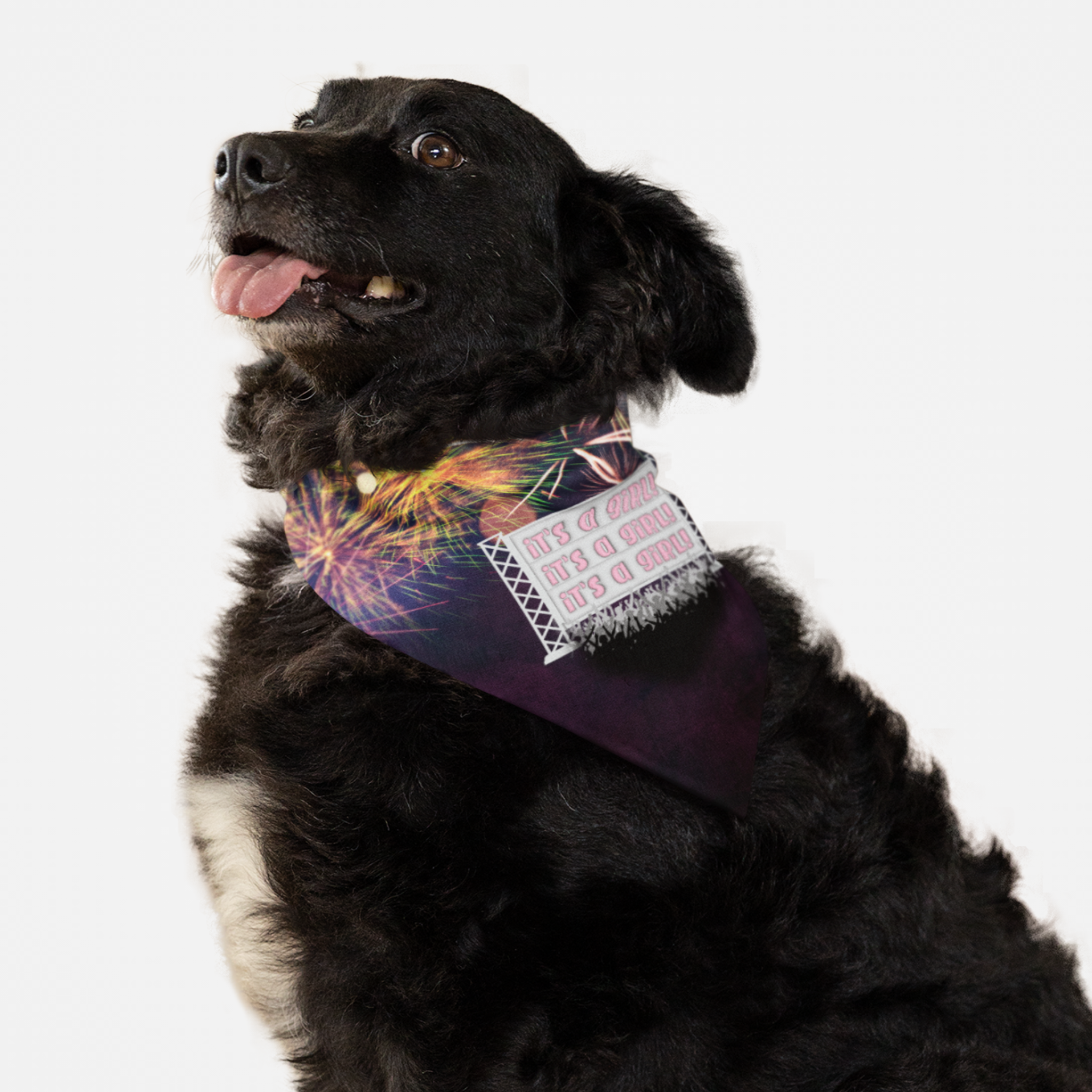 Dog with funny pregnancy announcement bandana for gender reveals featuring a celebrating crowd graphic and "It's A Girl" quote.