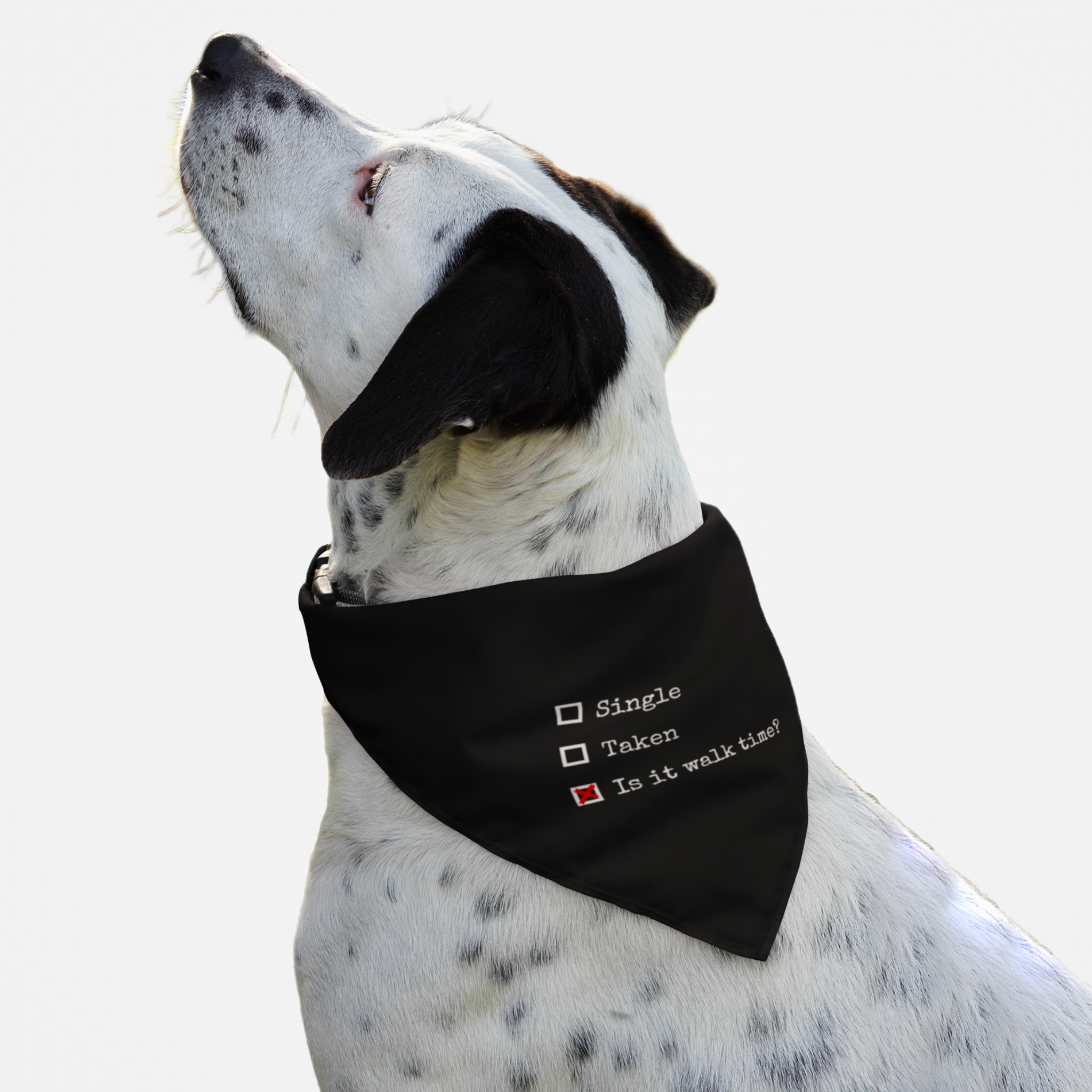 Dog with funny bandana saying Is It Walk Time?