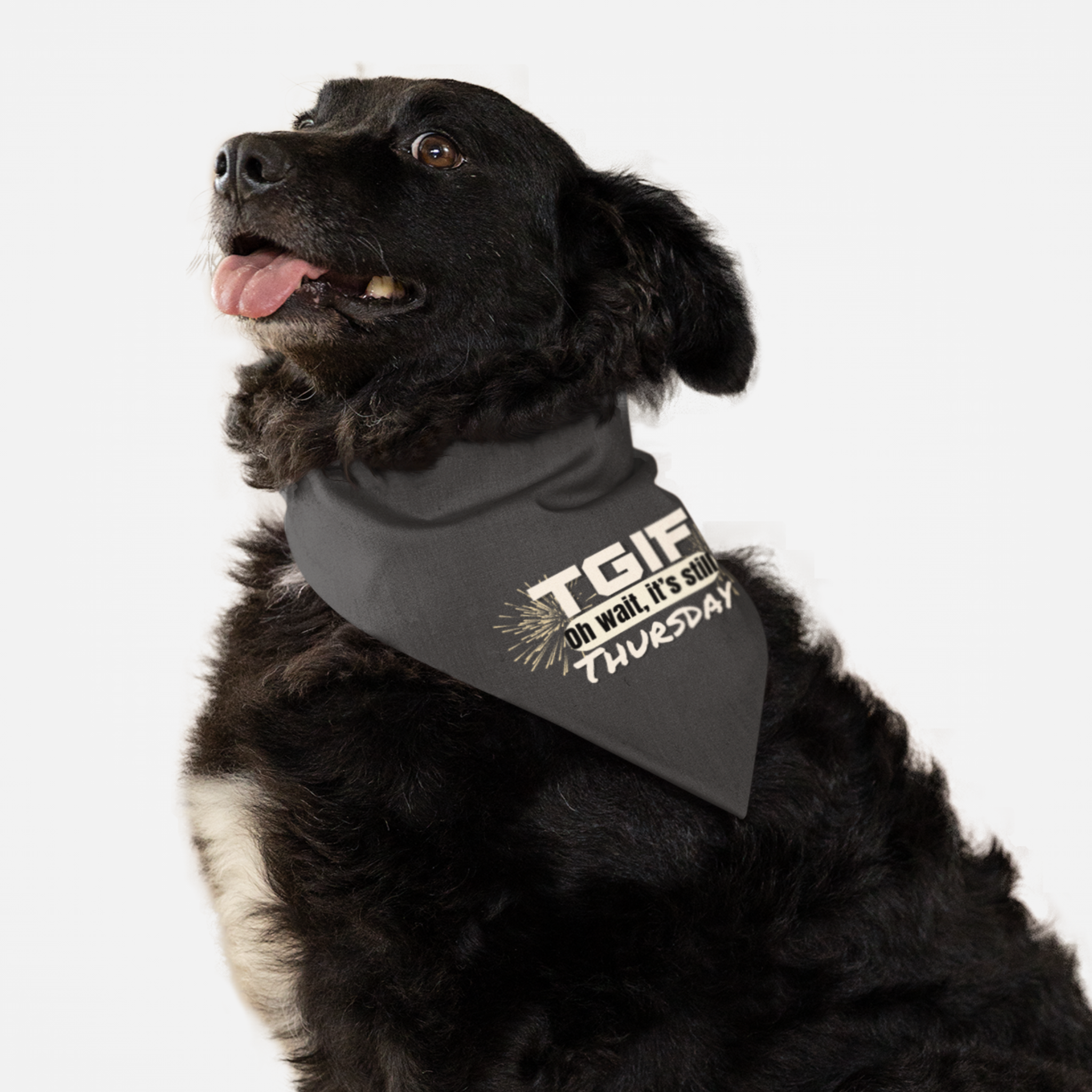Dog with funny bandana saying "TGIF-Oh wait, it's still Thursday."