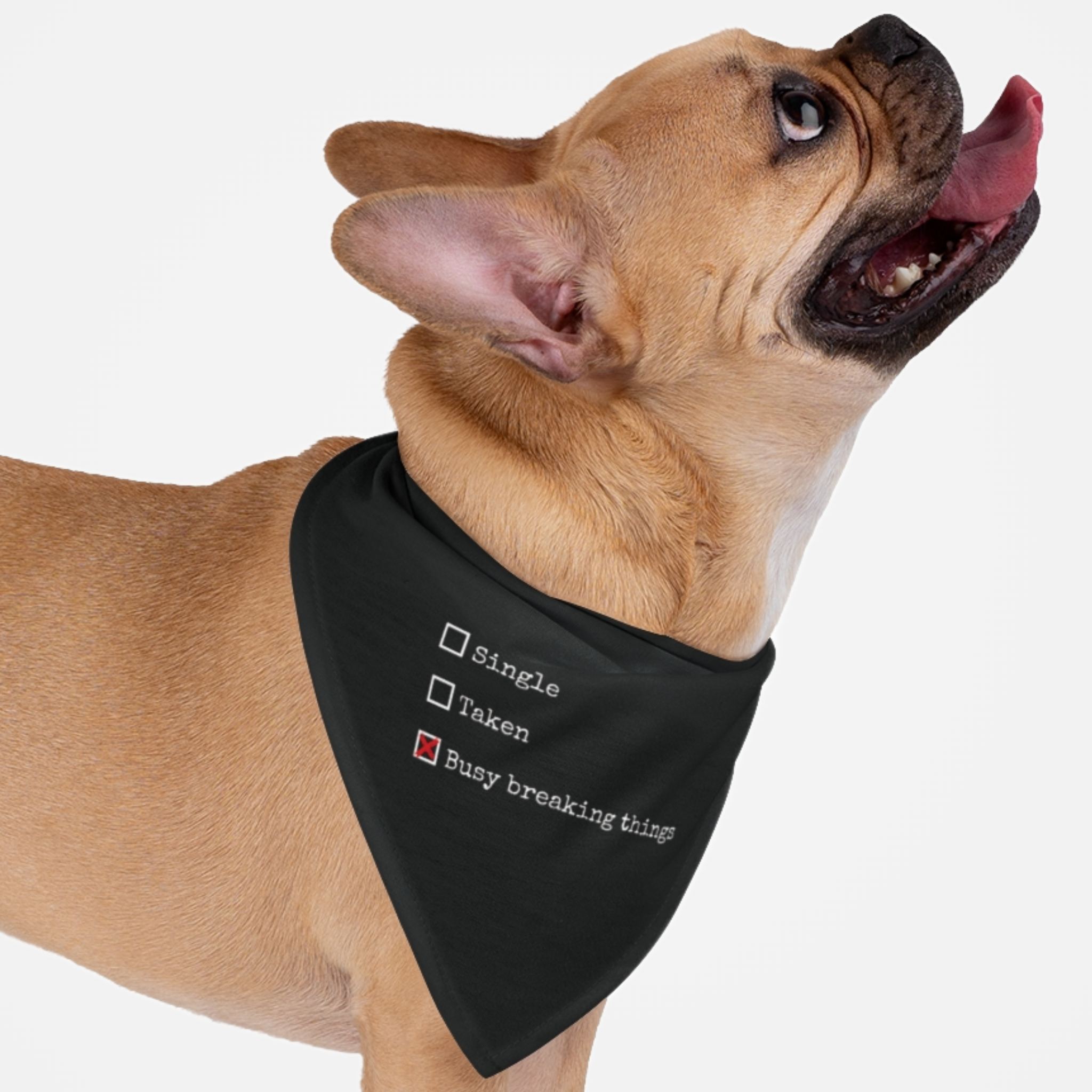 Naughty dog with funny bandana saying Busy Breaking Things.