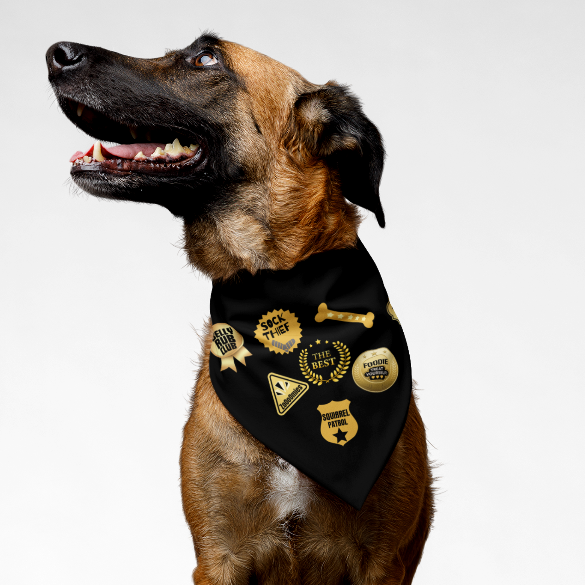 Naughty dog wearing furry distinguished bandana with funny badges.