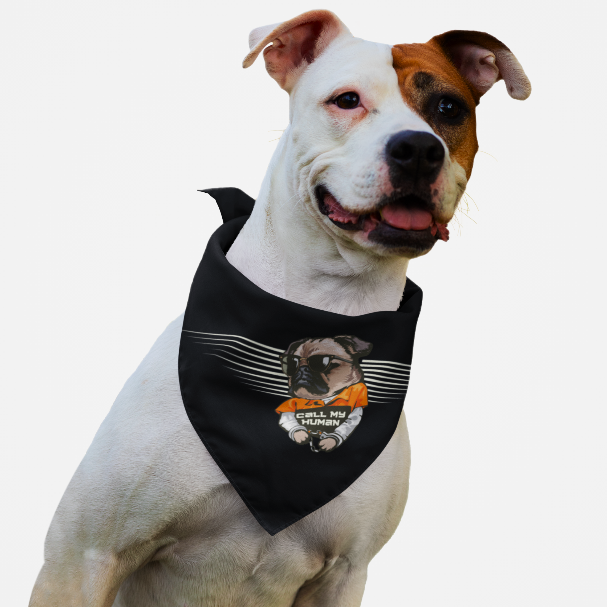 Pitbull wearing Call My Human tough graphic dog bandana.