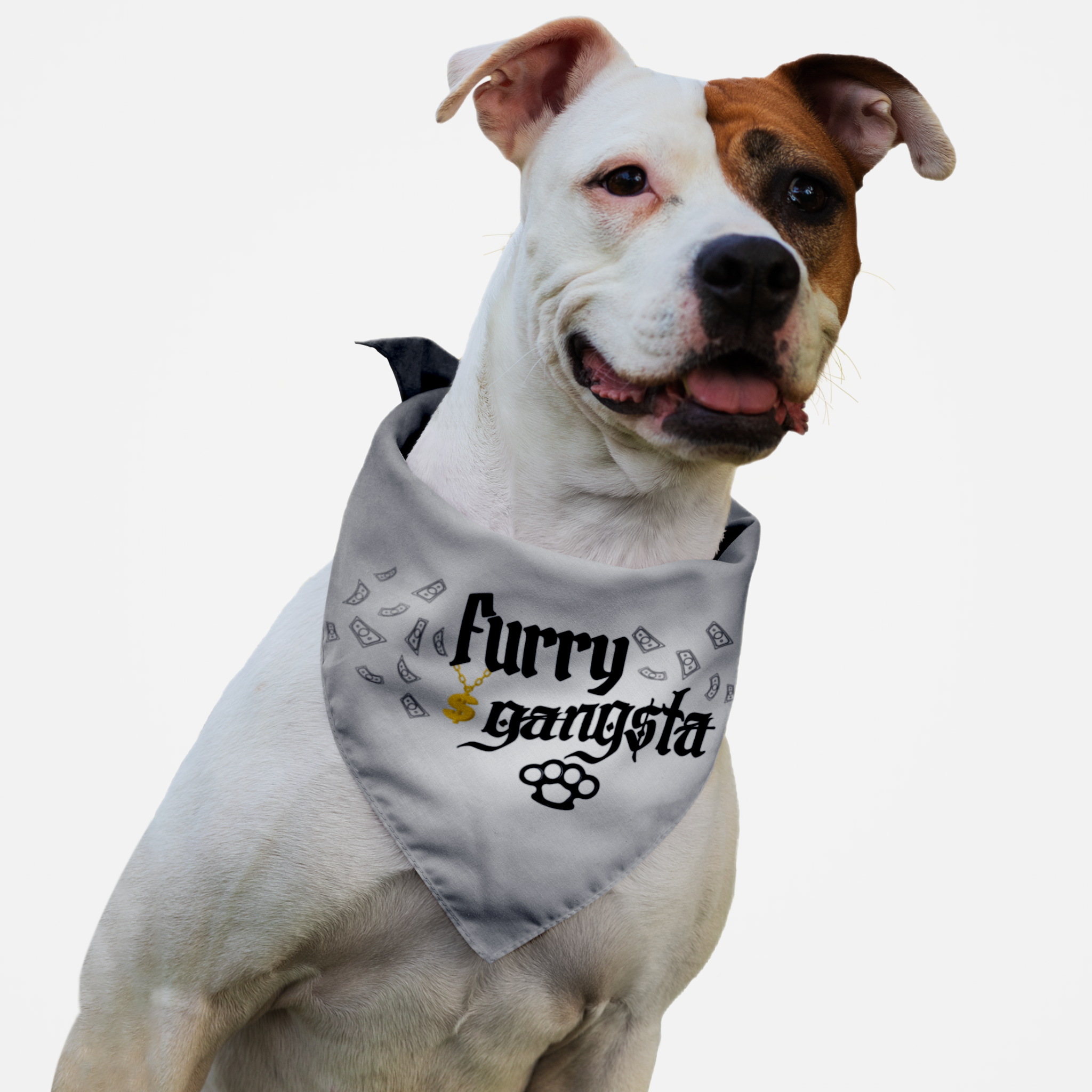 Pitbull wearing funny dog bandana saying Furry Gangsta.