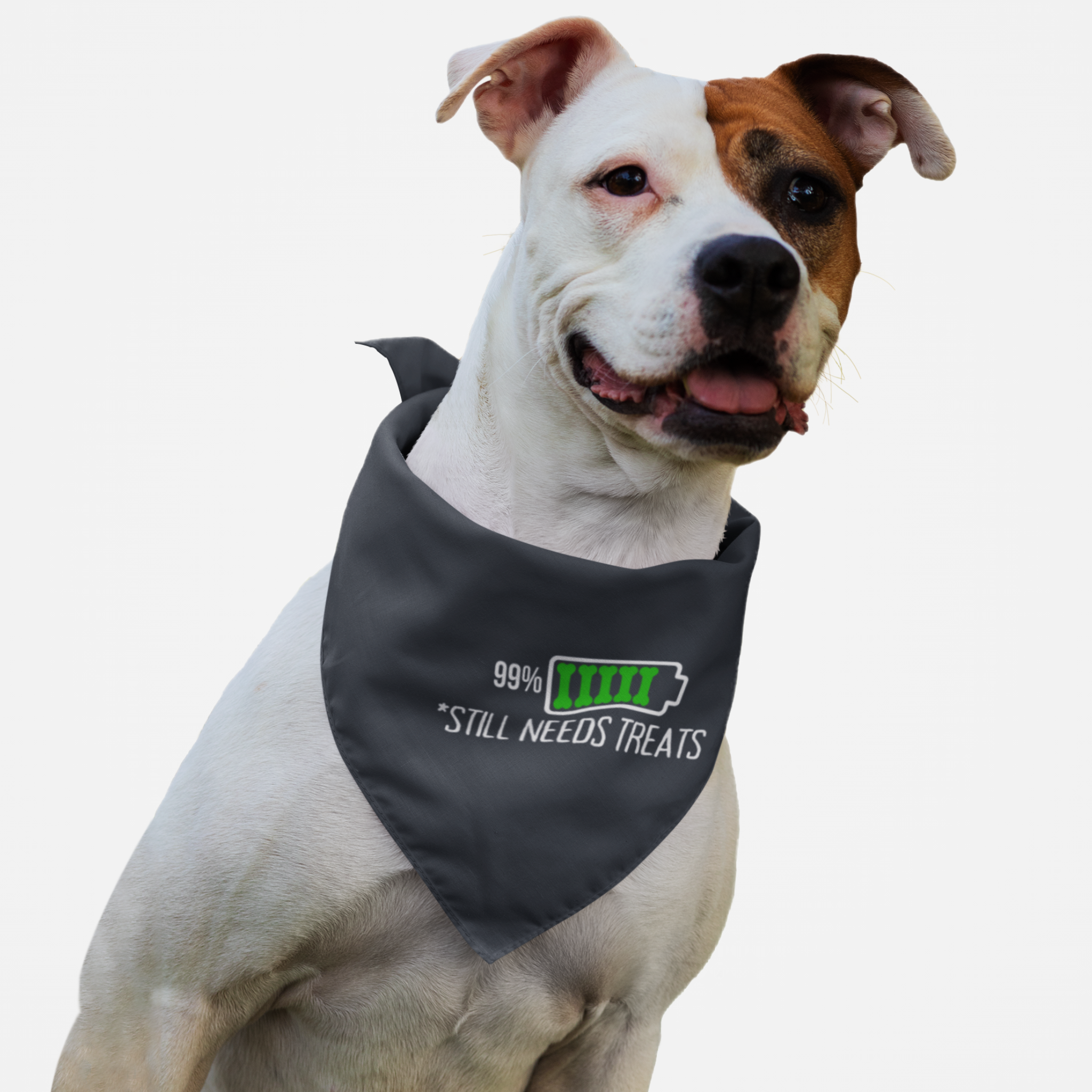 Pitbull wearing a Still Needs Treats funny quote dog bandana.