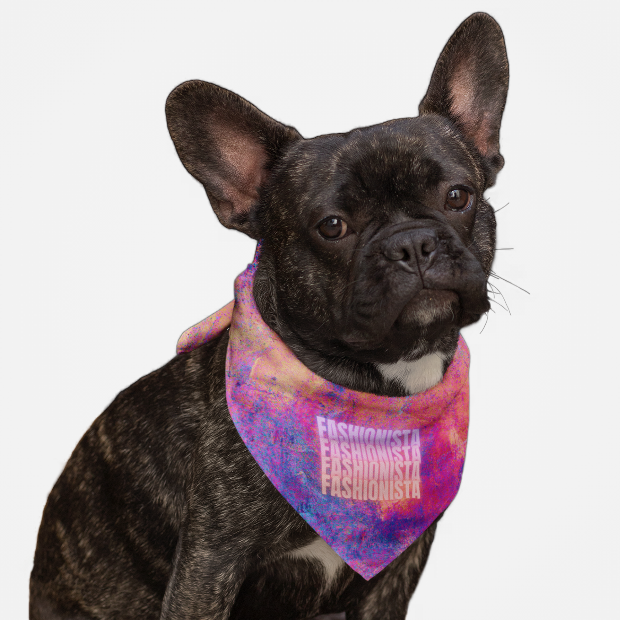 Puppy wearing a stylish colorful dog bandana saying Fashionista.