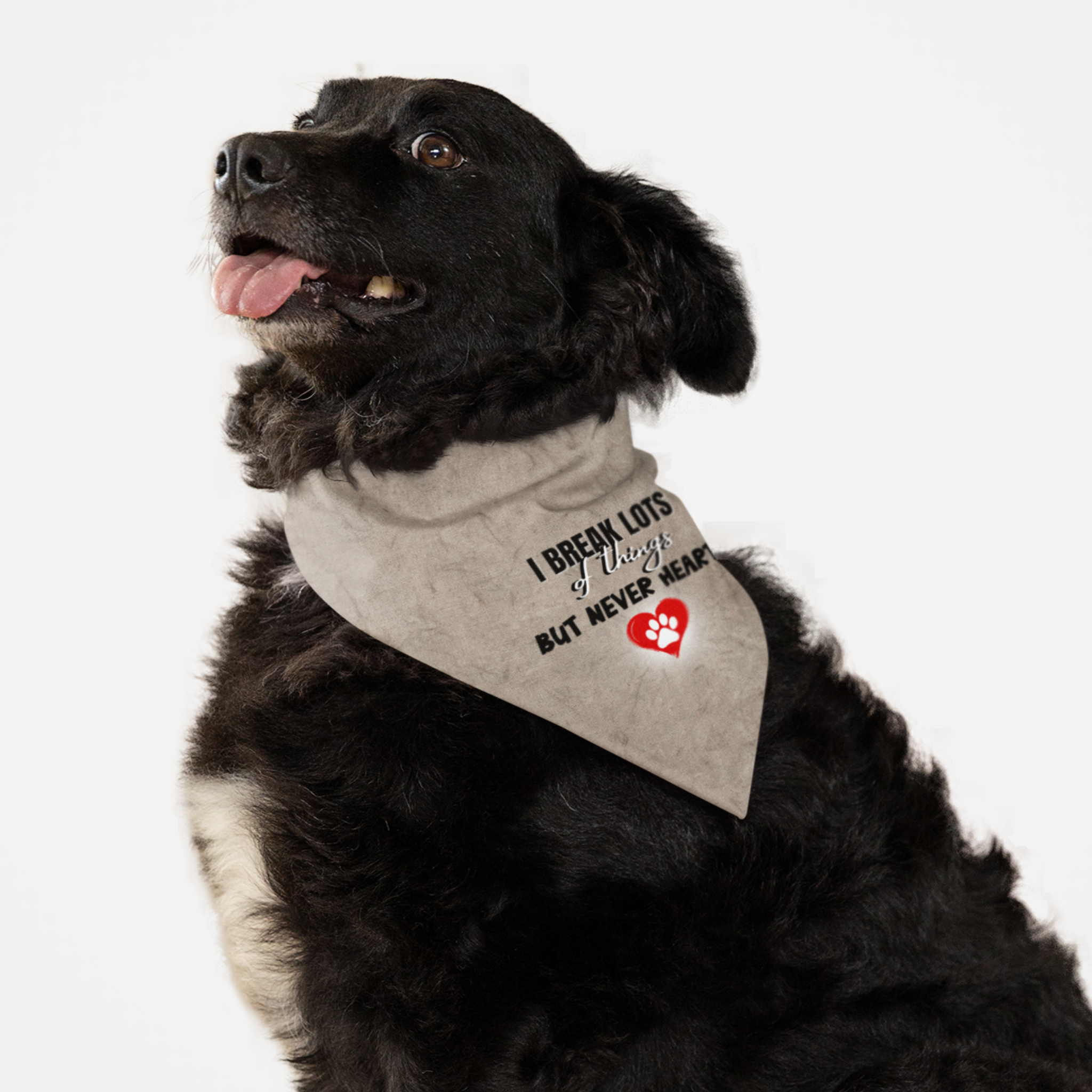Black Golden Retriever mixed wearing cute and sweet dog bandana saying I Break Lots Of Things But Never Hearts.