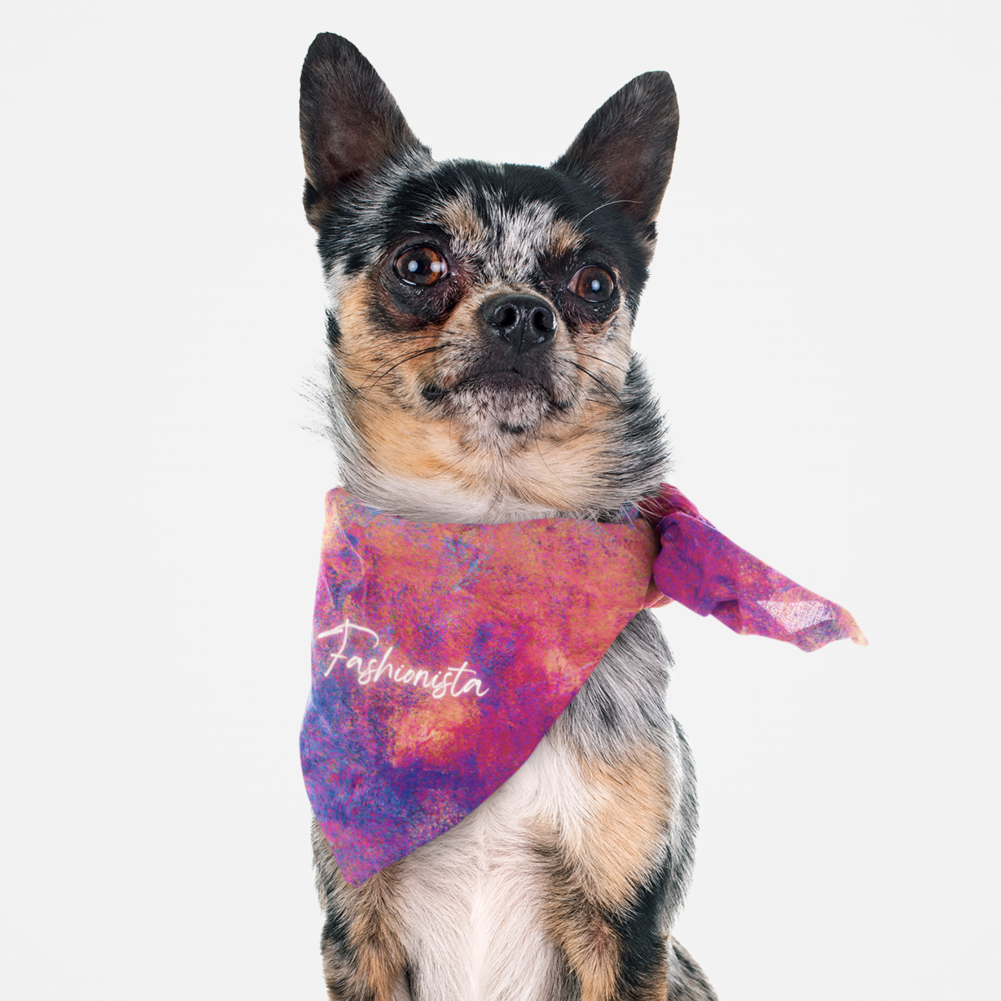 Small dog wearing a colorful stylish bandana saying Fashionista.