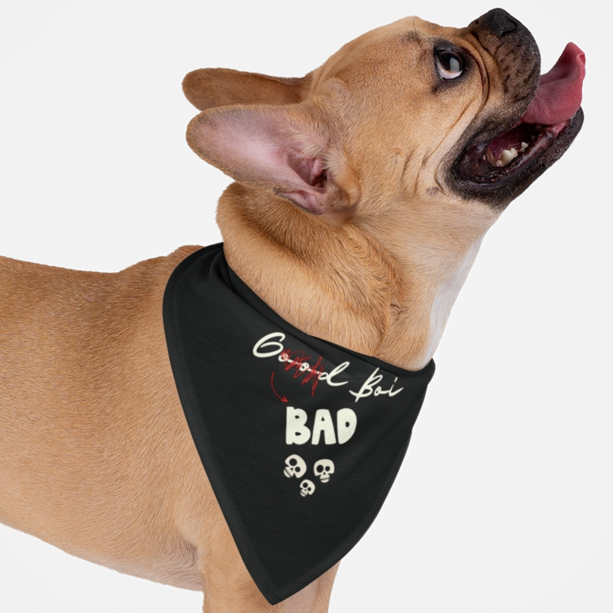 Tough dog wearing bandana with skulls graphic saying Bad Boi.