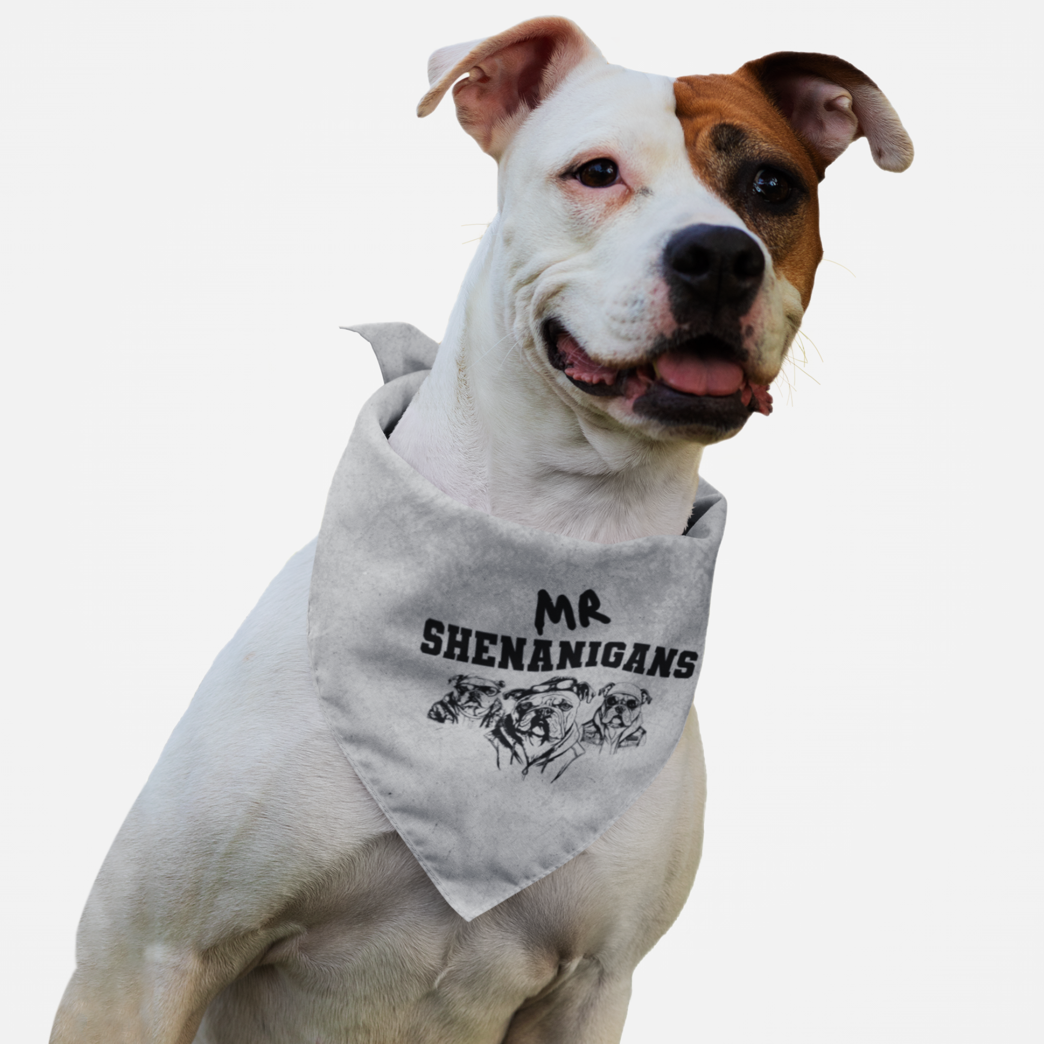 Dog wearing funny bandana with distressed grunge effect saying Mr. Shenanigans.