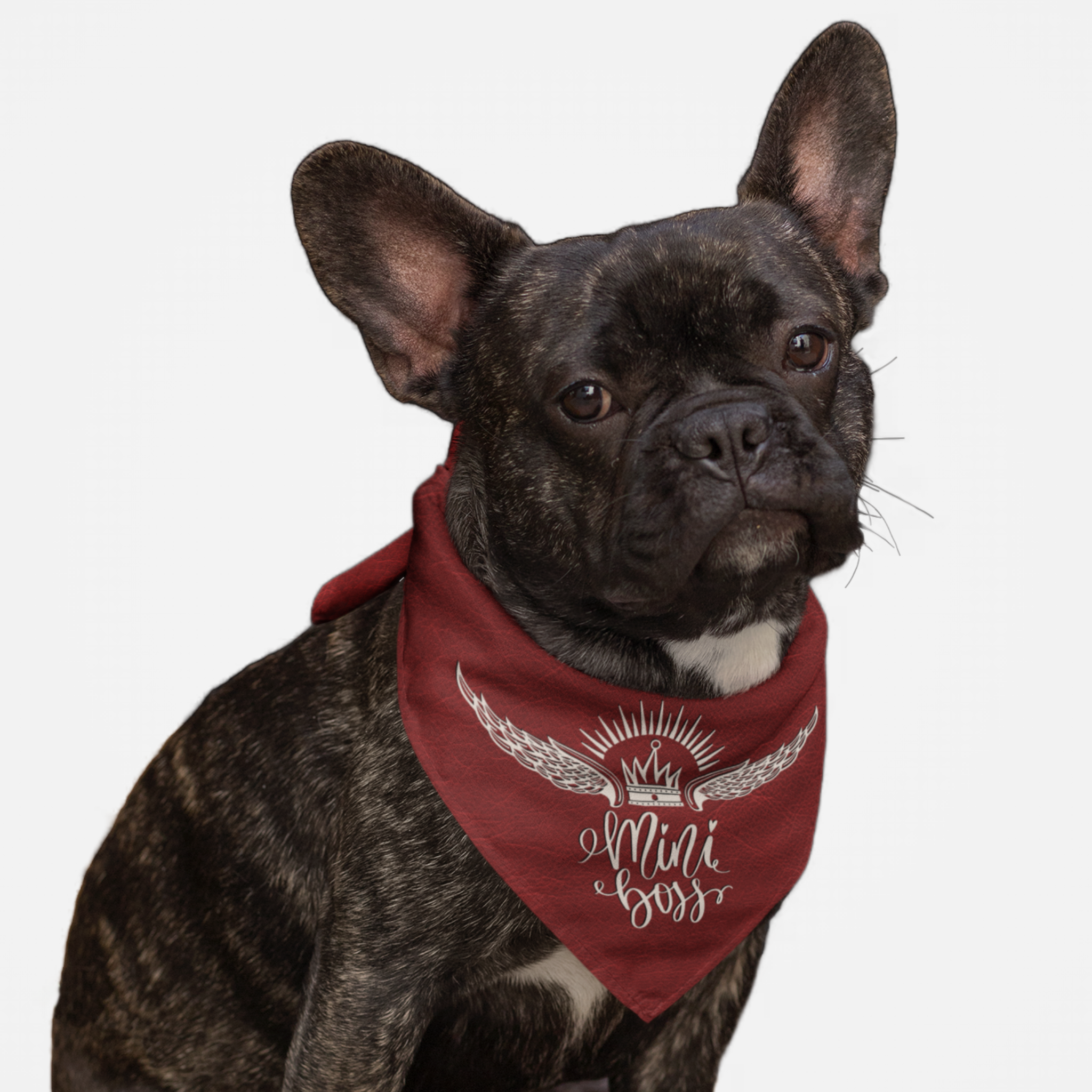 Black French Bulldog wearing a red dog bandana saying Mini Boss. 