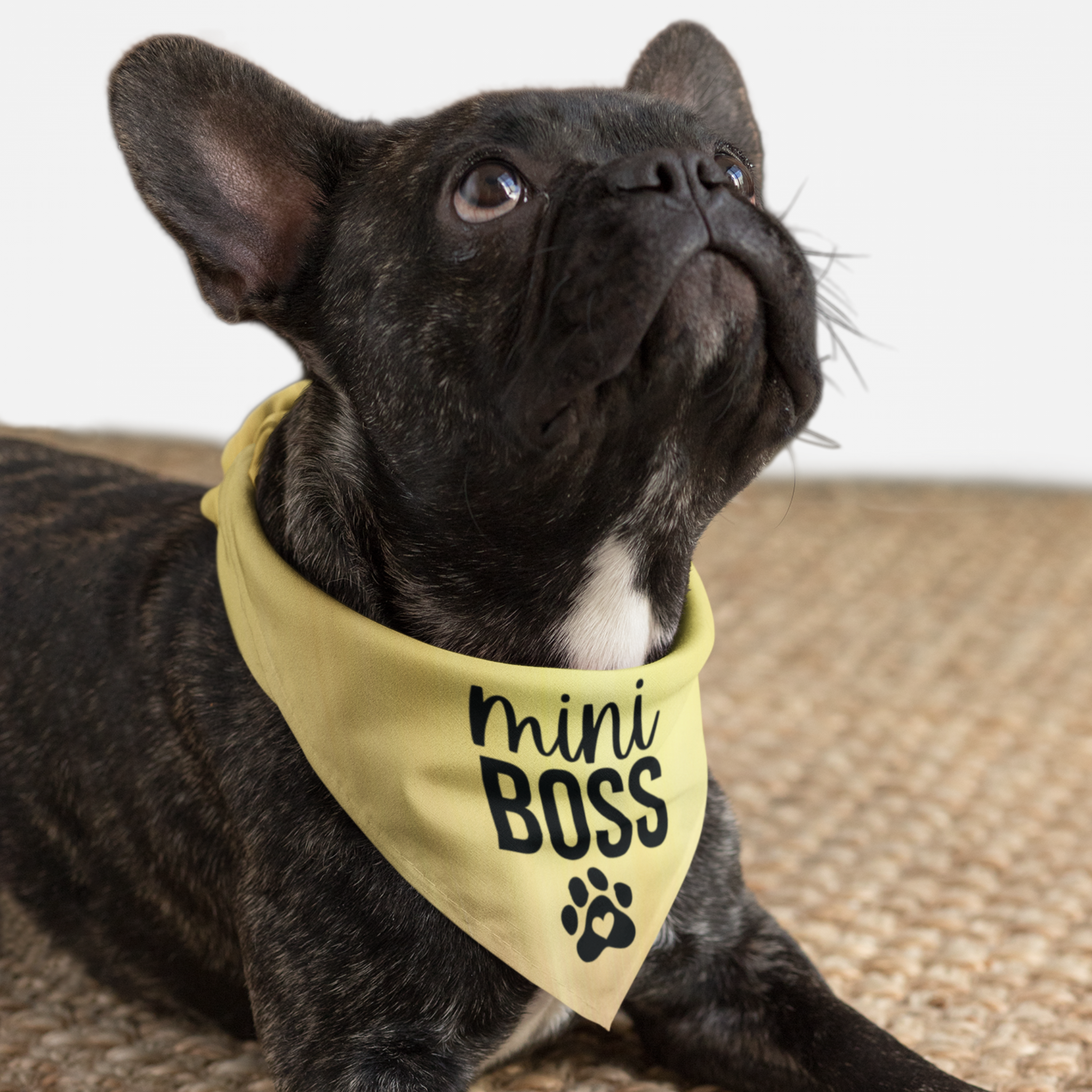 Black French Bulldog wearing yellow dog bandana saying Mini Boss.