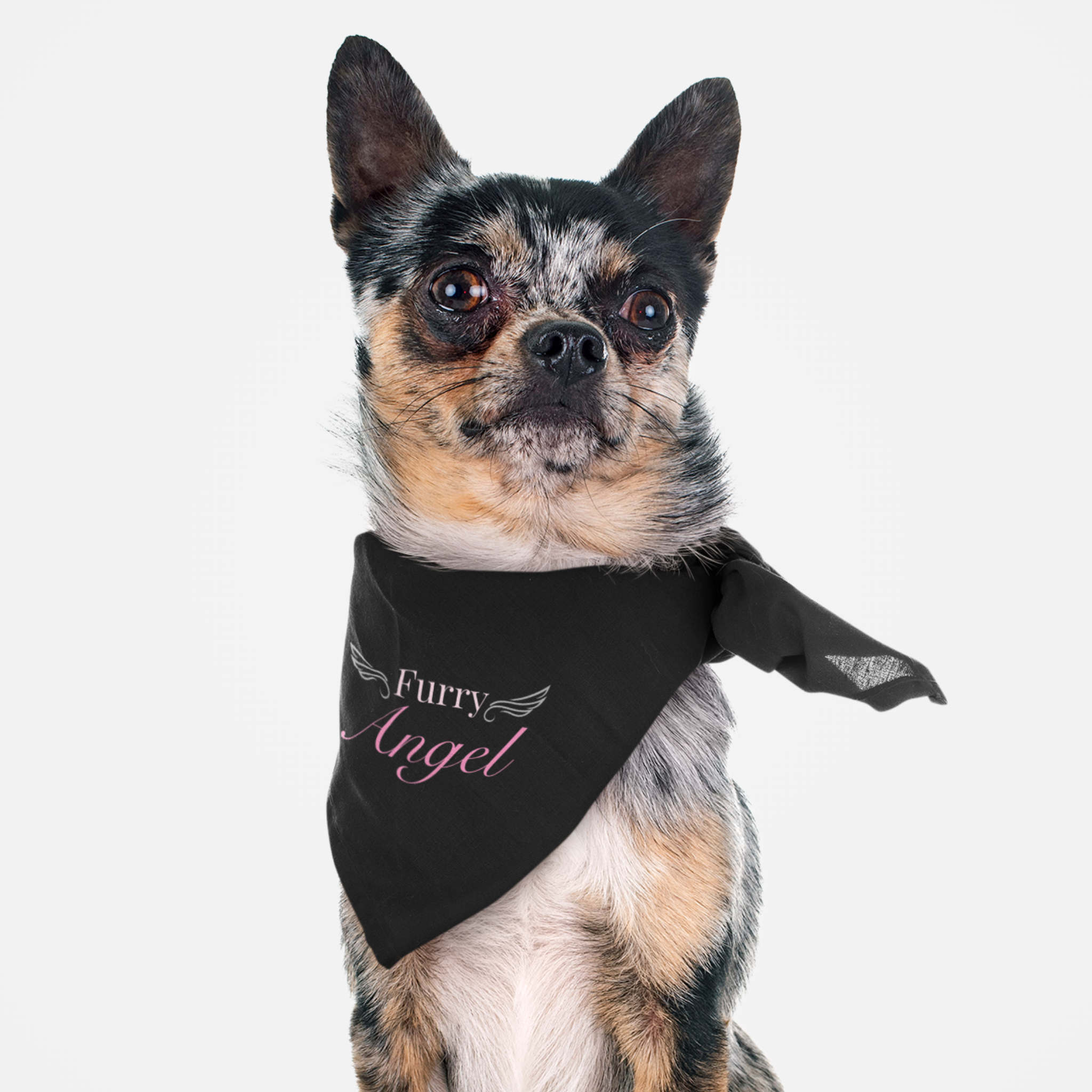 Chihuahua wearing cute and stylish dog bandana saying Furry Angel.