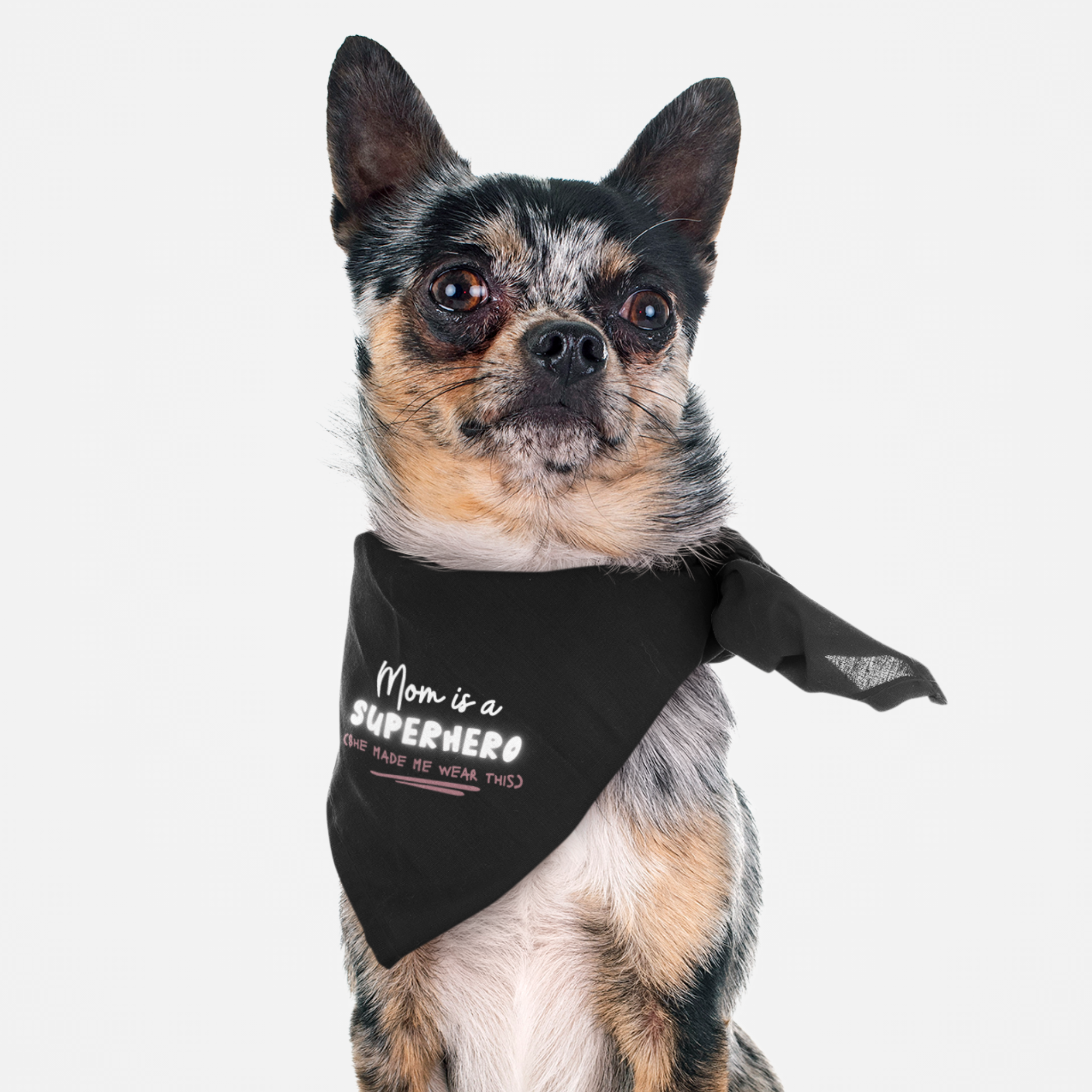 Chihuahua wearing funny and cute dog bandana saying Mom Is A Superhero.