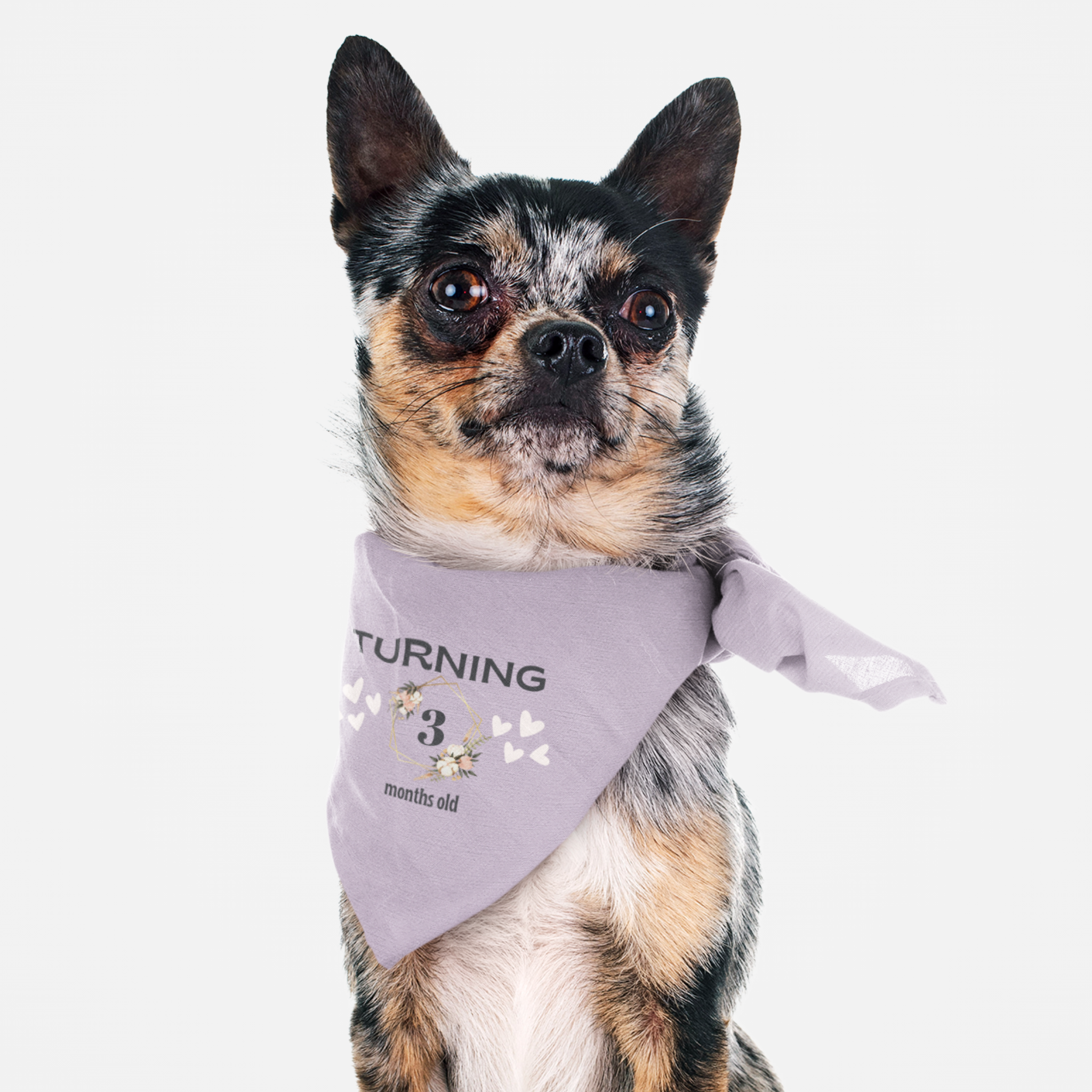 Cute dog wearing personalized birthday bandana featuring custom month age in floral frame with hearts on lavender background.