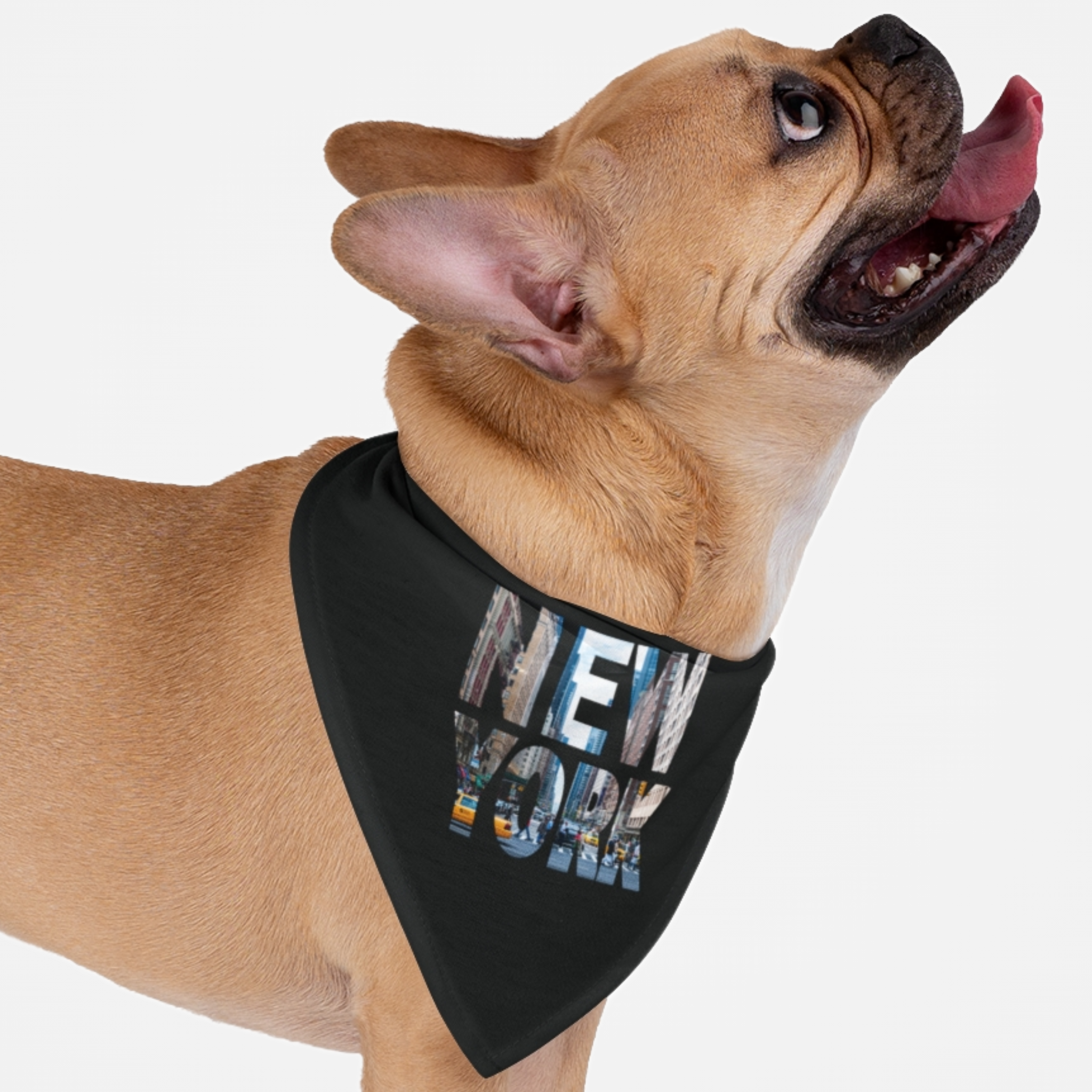 Dog wearing black New York bandana featuring a busy street image inside the New York text.