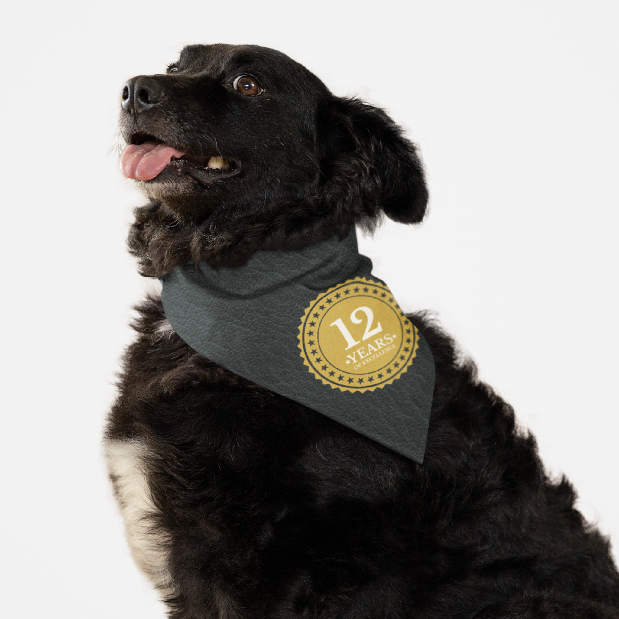 Dog wearing personalized age birthday bandana featuring custom "Years of Excellence" badge.