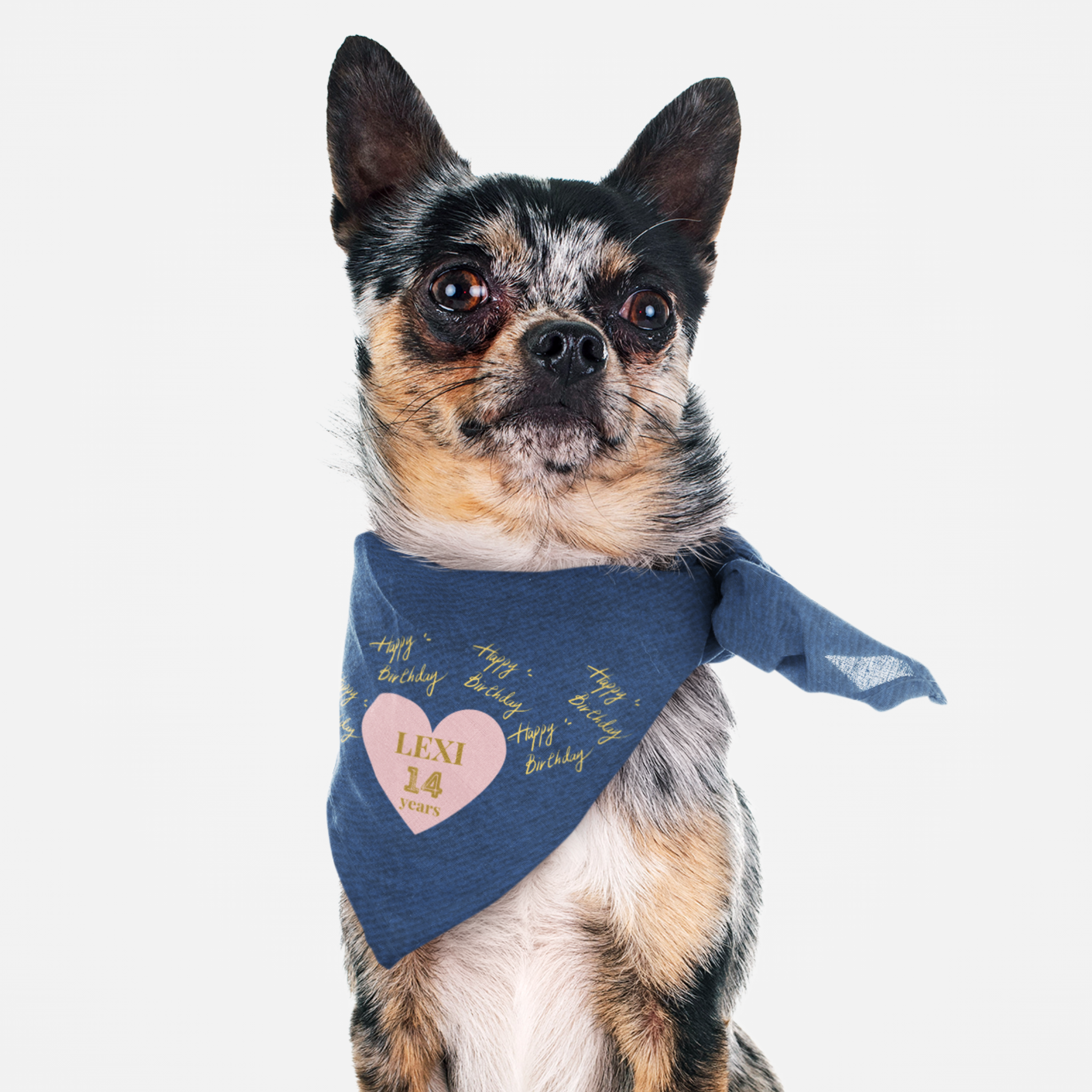 Dog wearing custom name and age personalized birthday bandana featuring denim print effect and pink heart graphic.