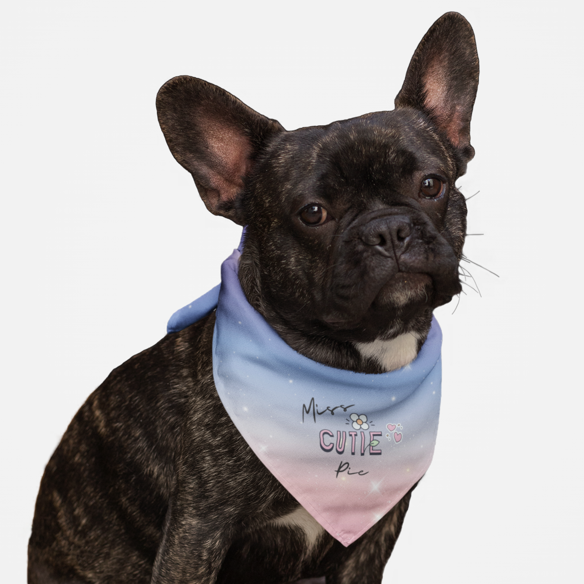 Dog wearing cute blue and pink bandana saying Miss Cutie Pie.