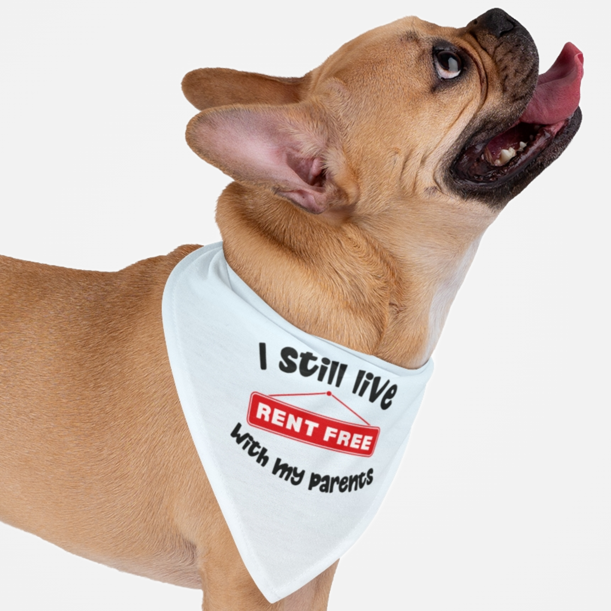 Dog wearing cute blue bandana saying I Still Live Rent Free With My Parents.