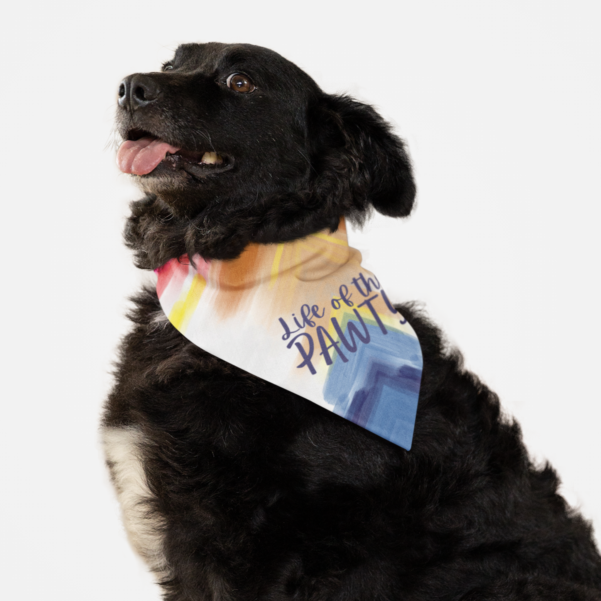 Dog wearing cute colorful bandana with funny pun saying Life Of The Pawty.