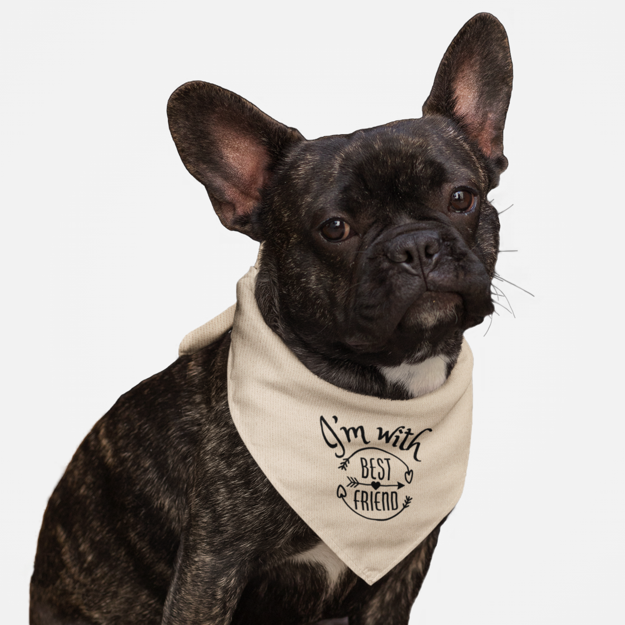 Dog wearing cute rose bandana saying I'm With Best Friend.