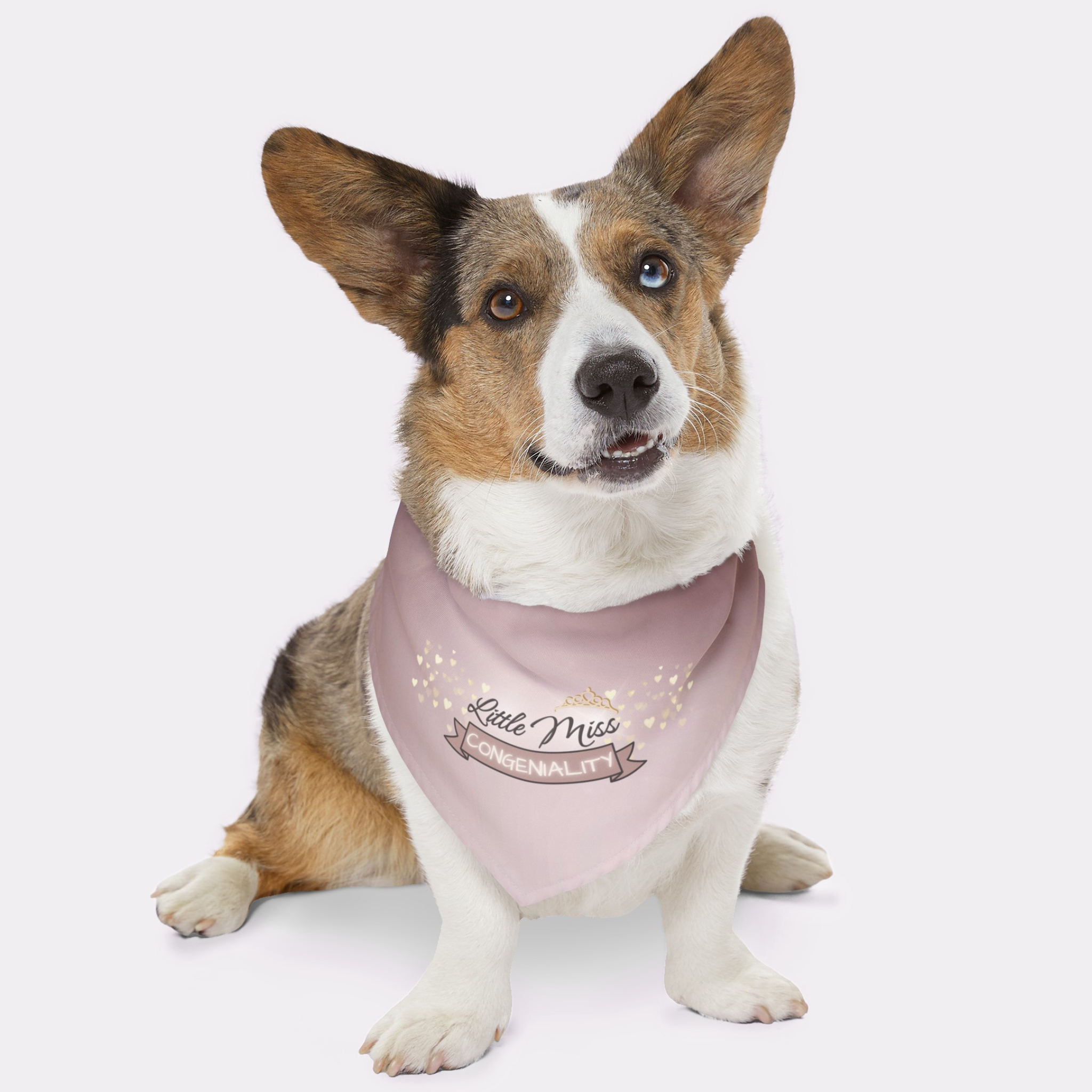 Dog wearing cute pink bandana saying Little Miss Congeniality.