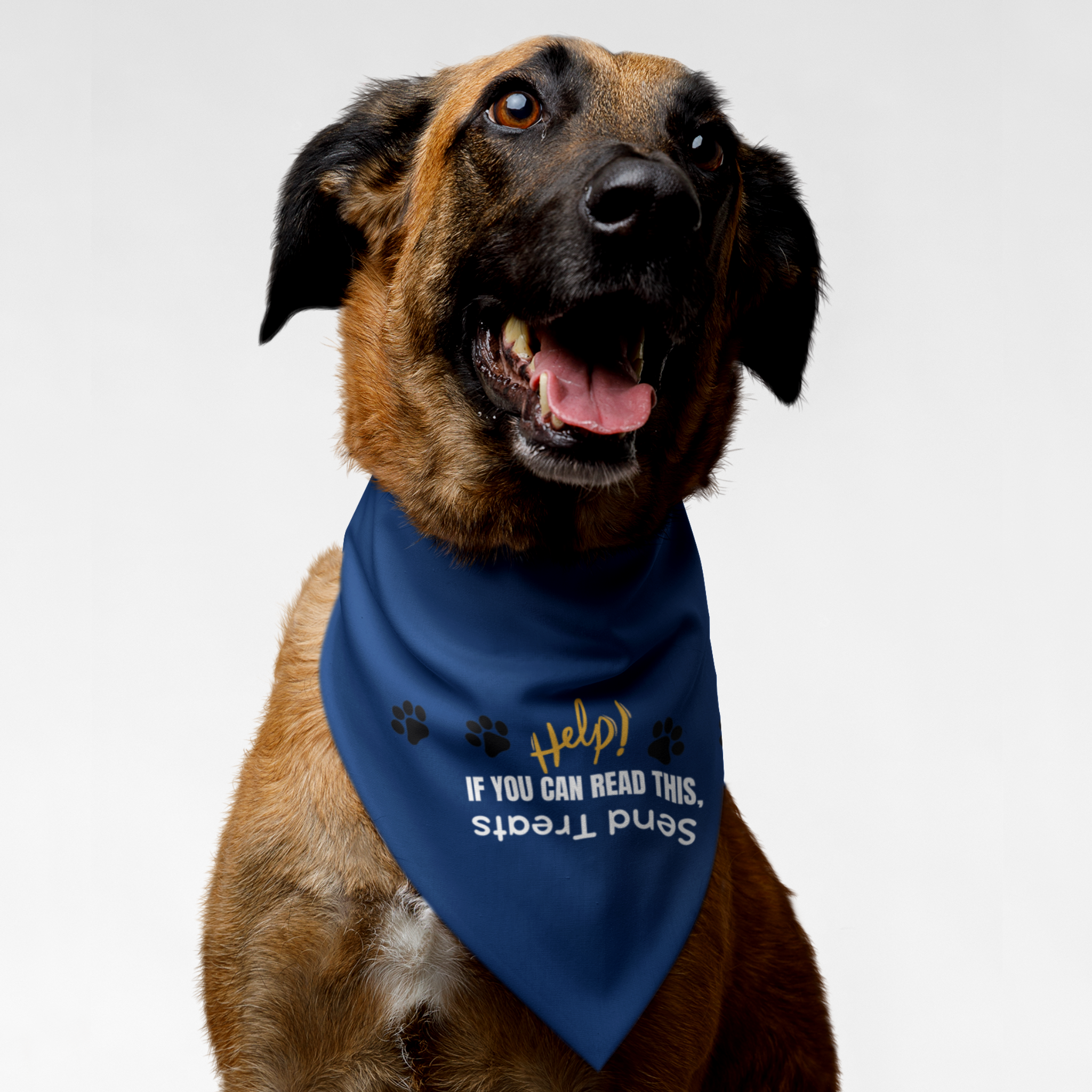 Dog wearing funny bandana saying "Help! If You Can Read This Send Treats."