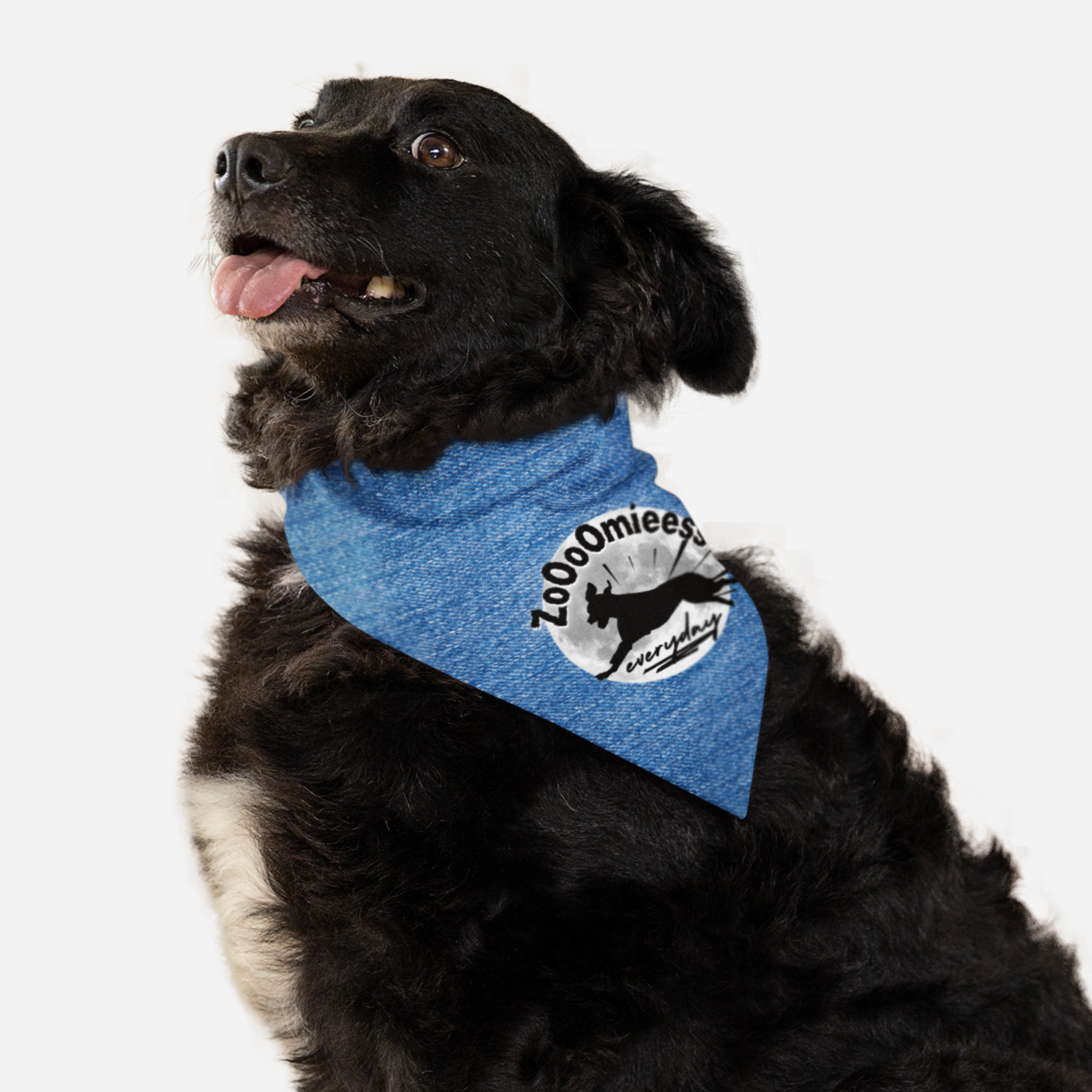 Dog wearing funny bandana with denim style print saying Zoomies Everyday.