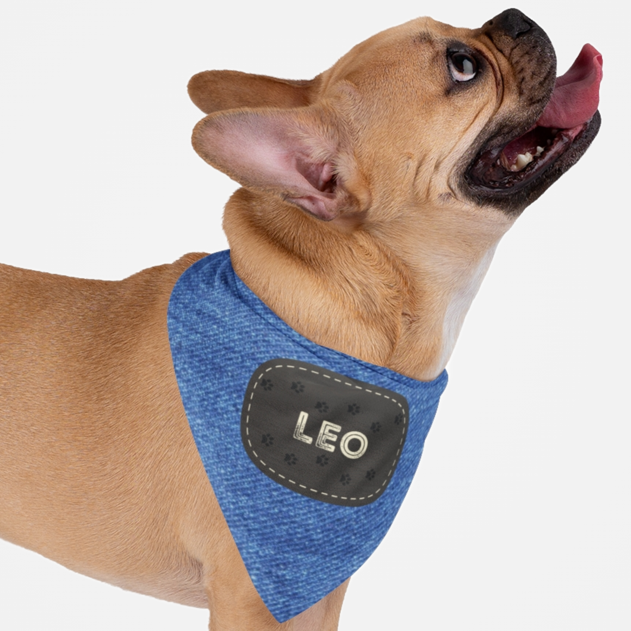 Dog wearing personalized bandana featuring name on paw trail badge with denim print effect background.