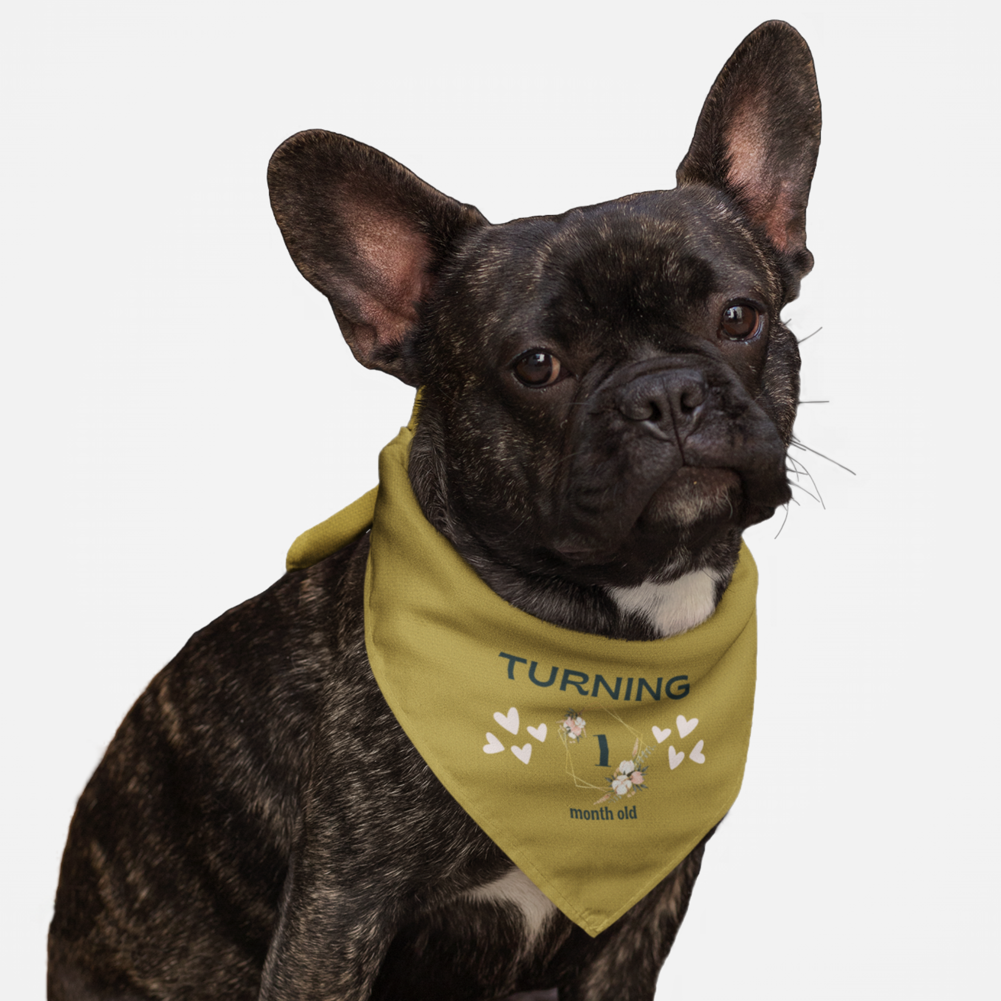 Dog wearing personalized birthday bandana featuring custom month age in floral frame with hearts on gold background.