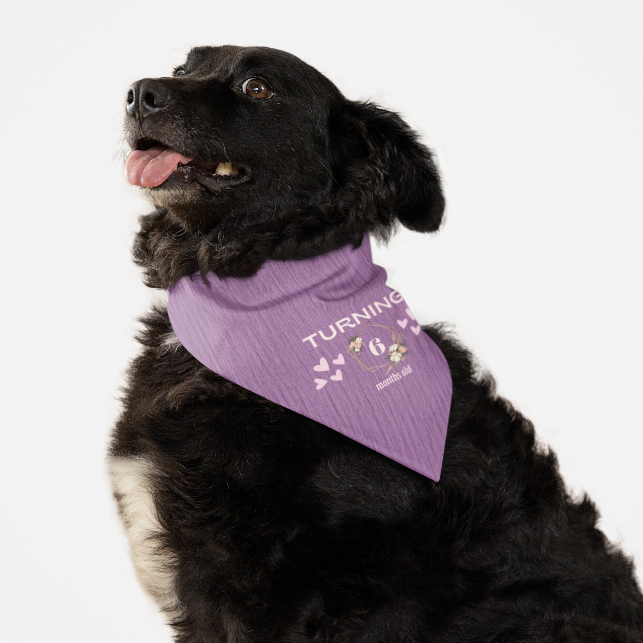 Dog wearing personalized birthday bandana featuring custom month age in floral frame with hearts on purple background.