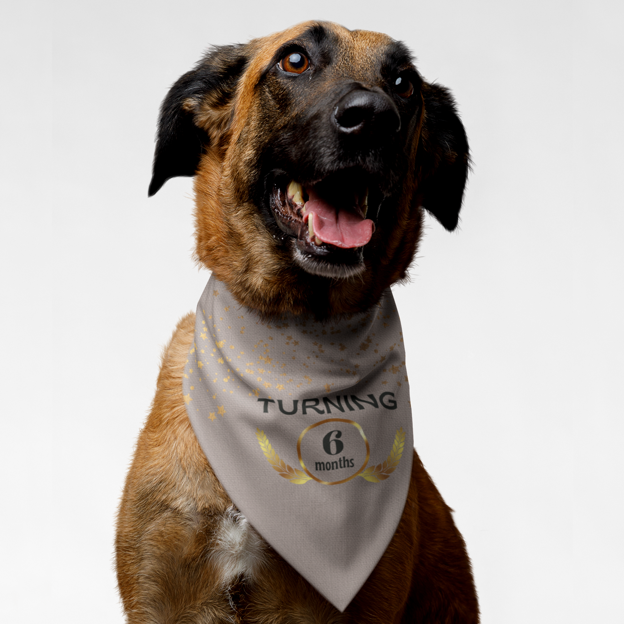 Dog wearing personalized birthday bandana featuring custom month age in gold laurel wreath frame on pink background.