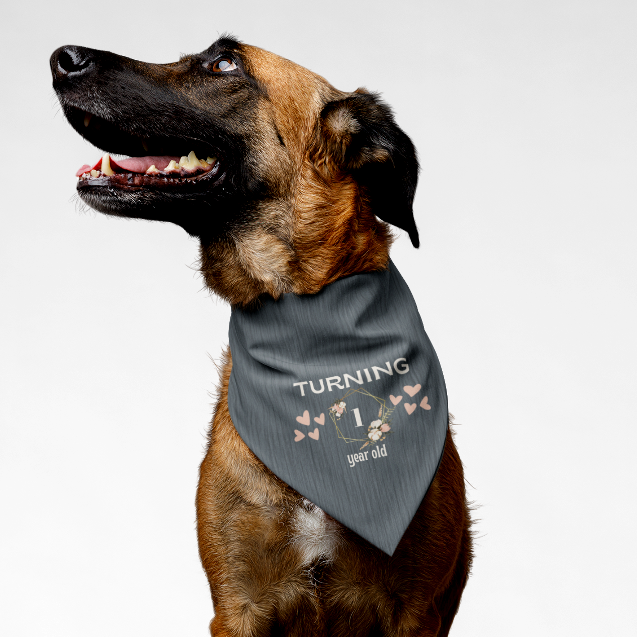 Dog wearing personalized birthday bandana featuring custom year age in floral frame with hearts on gray background.