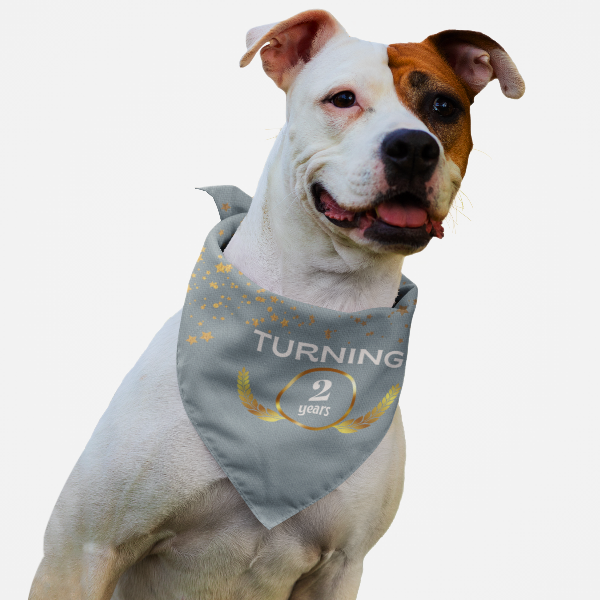 Dog wearing personalized birthday bandana featuring custom year age in gold laurel wreath frame on gray background.