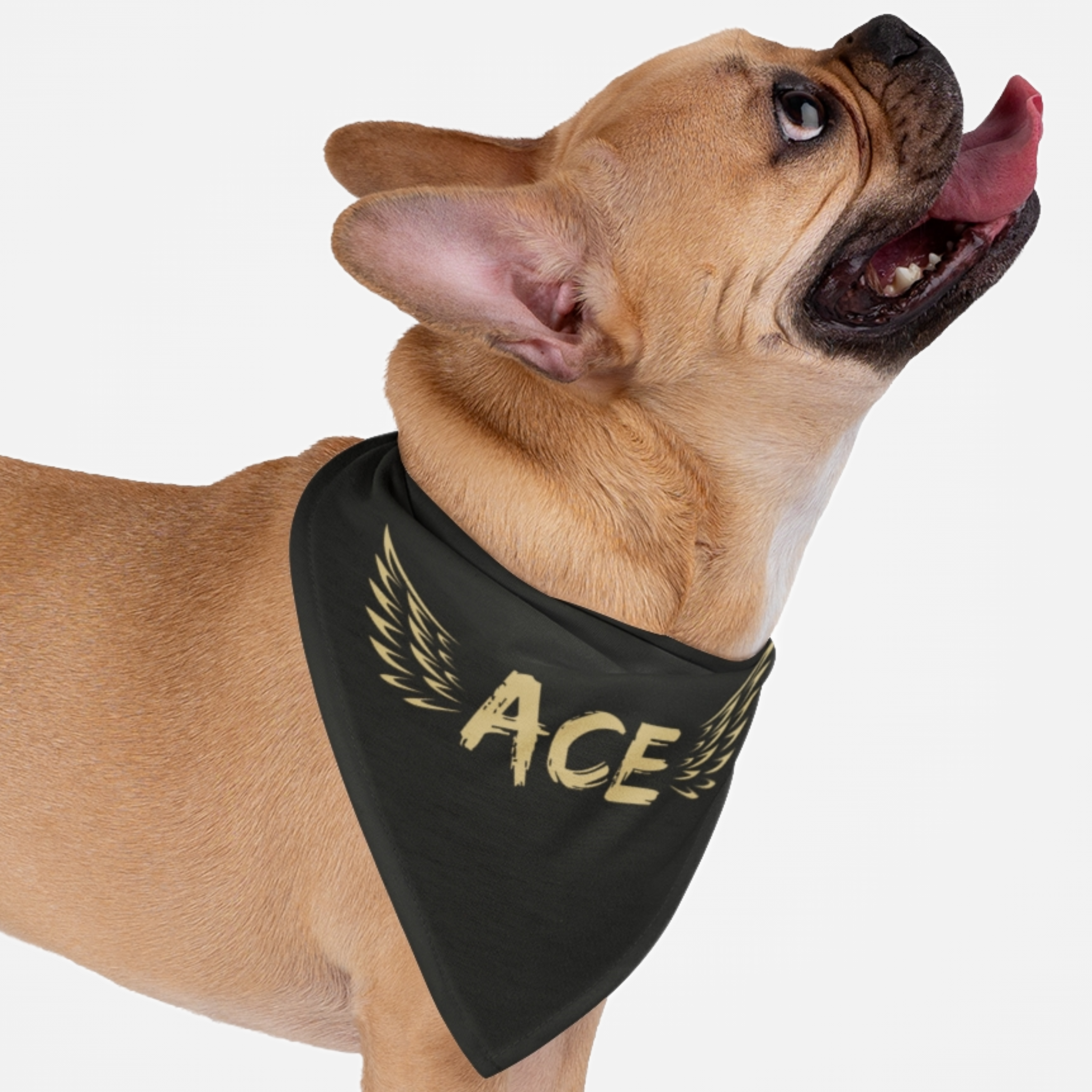 Dog wearing personalized name bandana with custom background and golden angel wings.