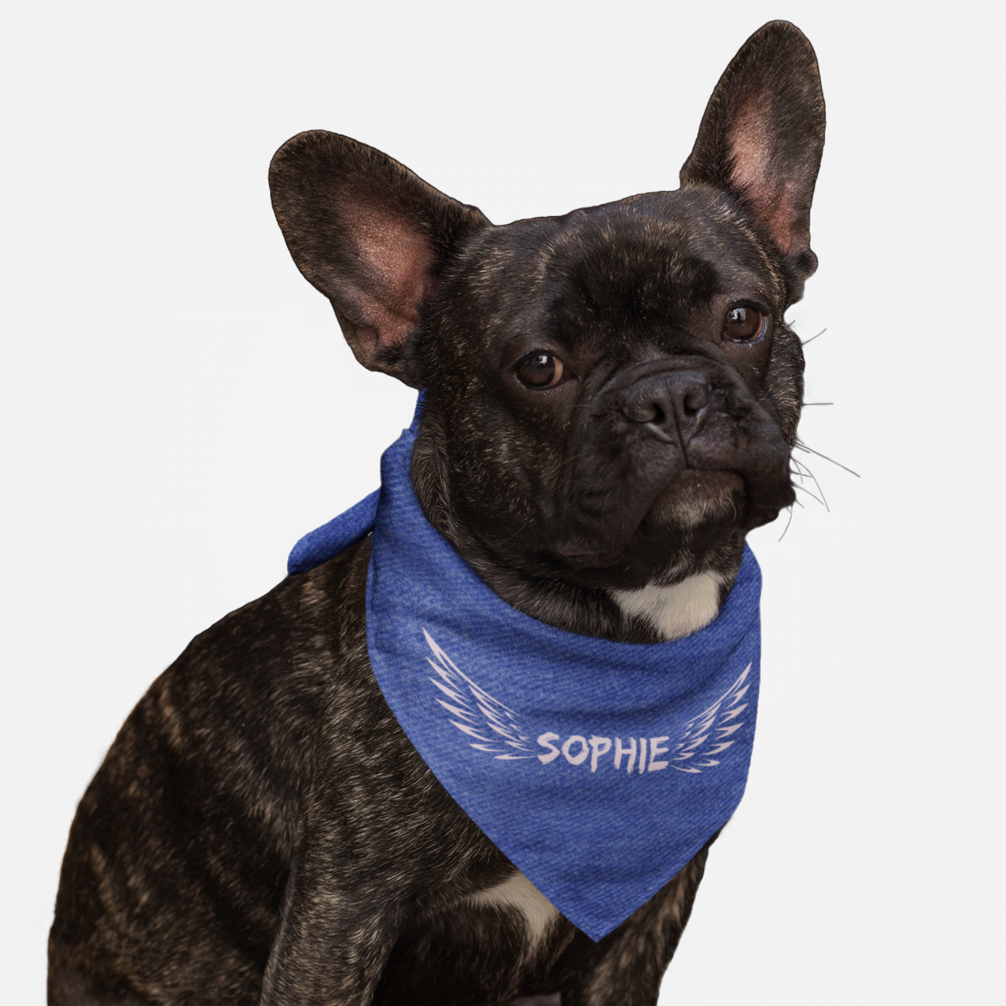 Dog wearing personalized name bandana with custom denim background print and angel wings.