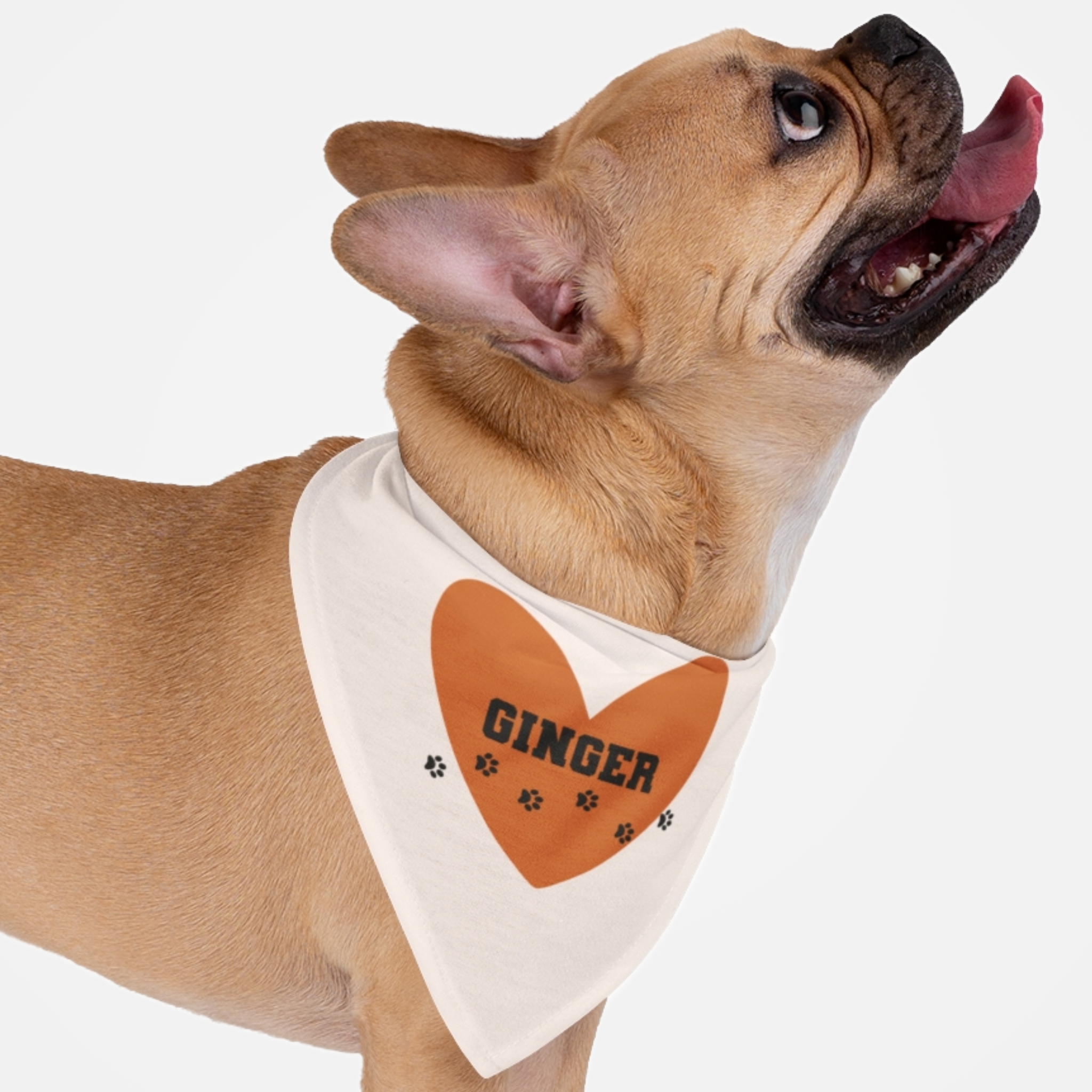 Dog wearing personalized name bandana with solid background print and cute heart with paws graphic.