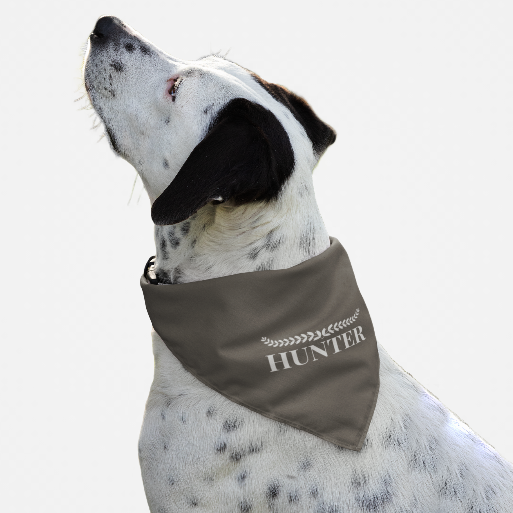 Dog wearing personalized name bandana with solid background print and laurel wreath graphic.