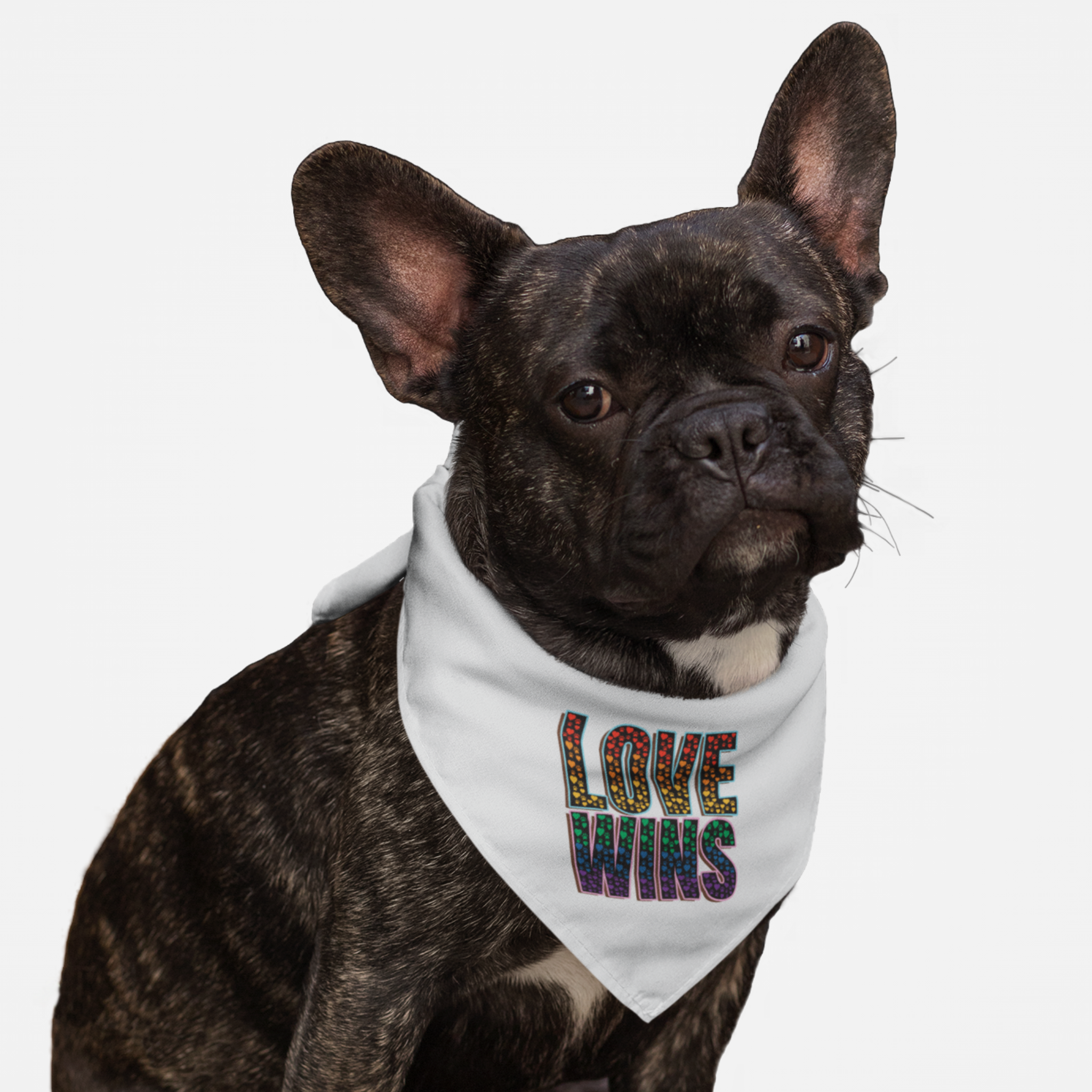 Dog wearing Pride bandana with rainbow colored paws saying Love Wins.