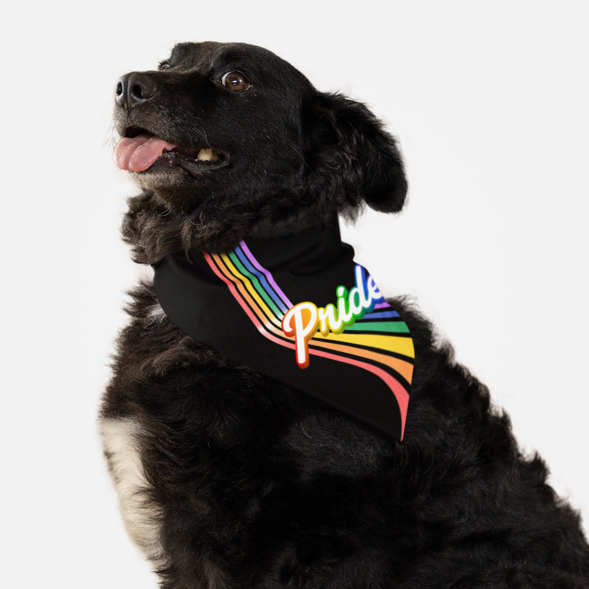 Dog wearing Pride bandana with rainbow stripes.