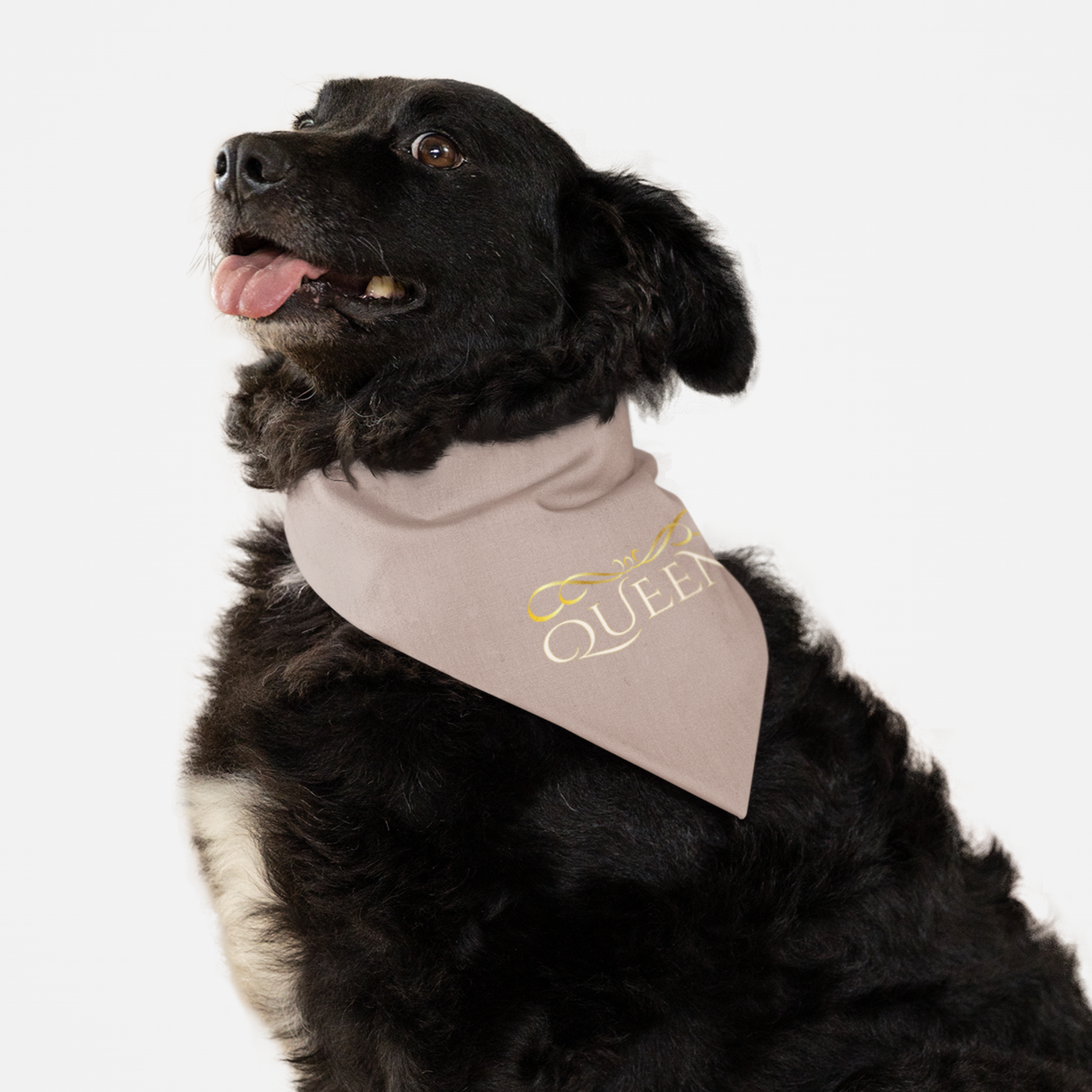 Dog wearing royal pink bandana with "Queen" slogan.