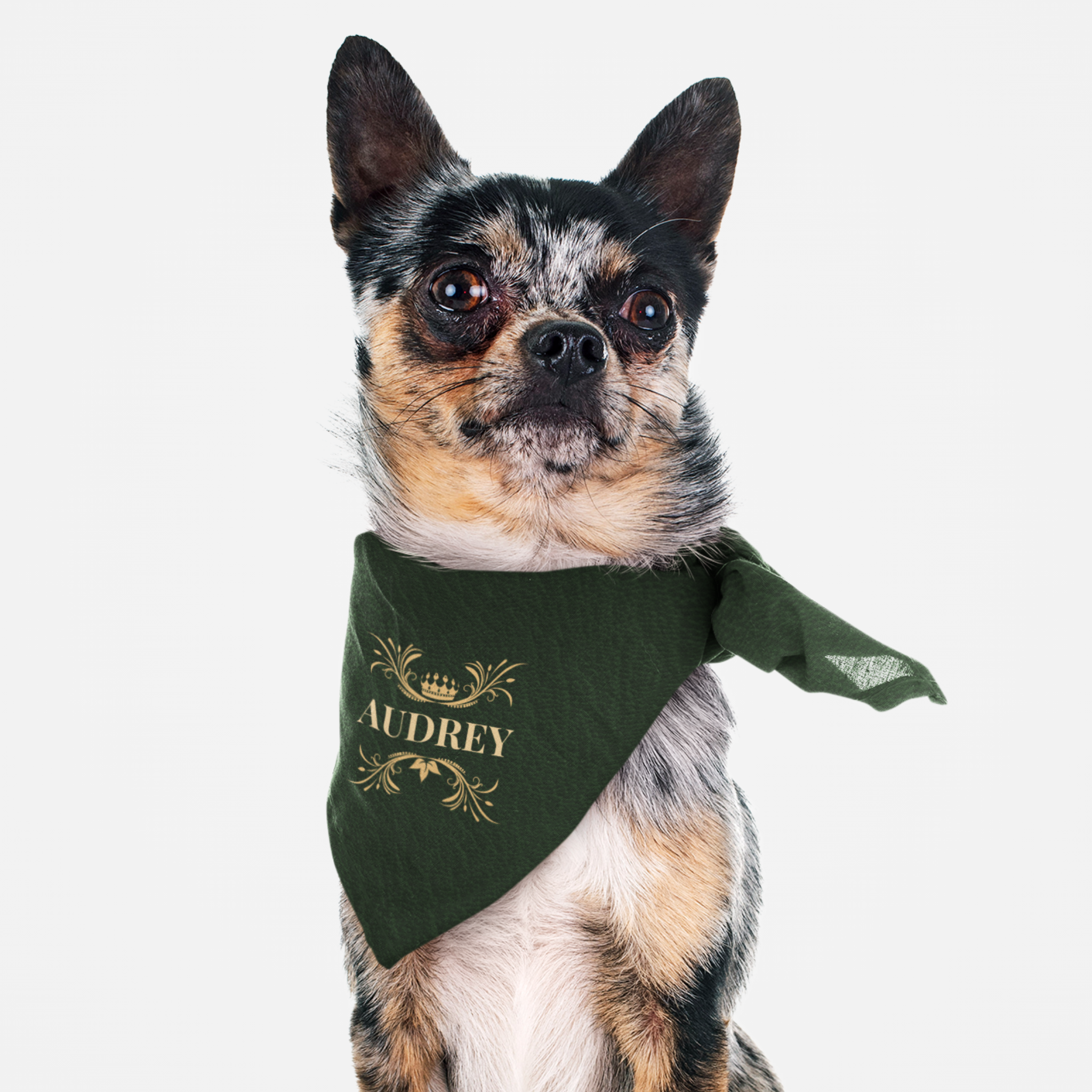 Dog wearing royal style personalized name bandana with custom green leather print effect background.