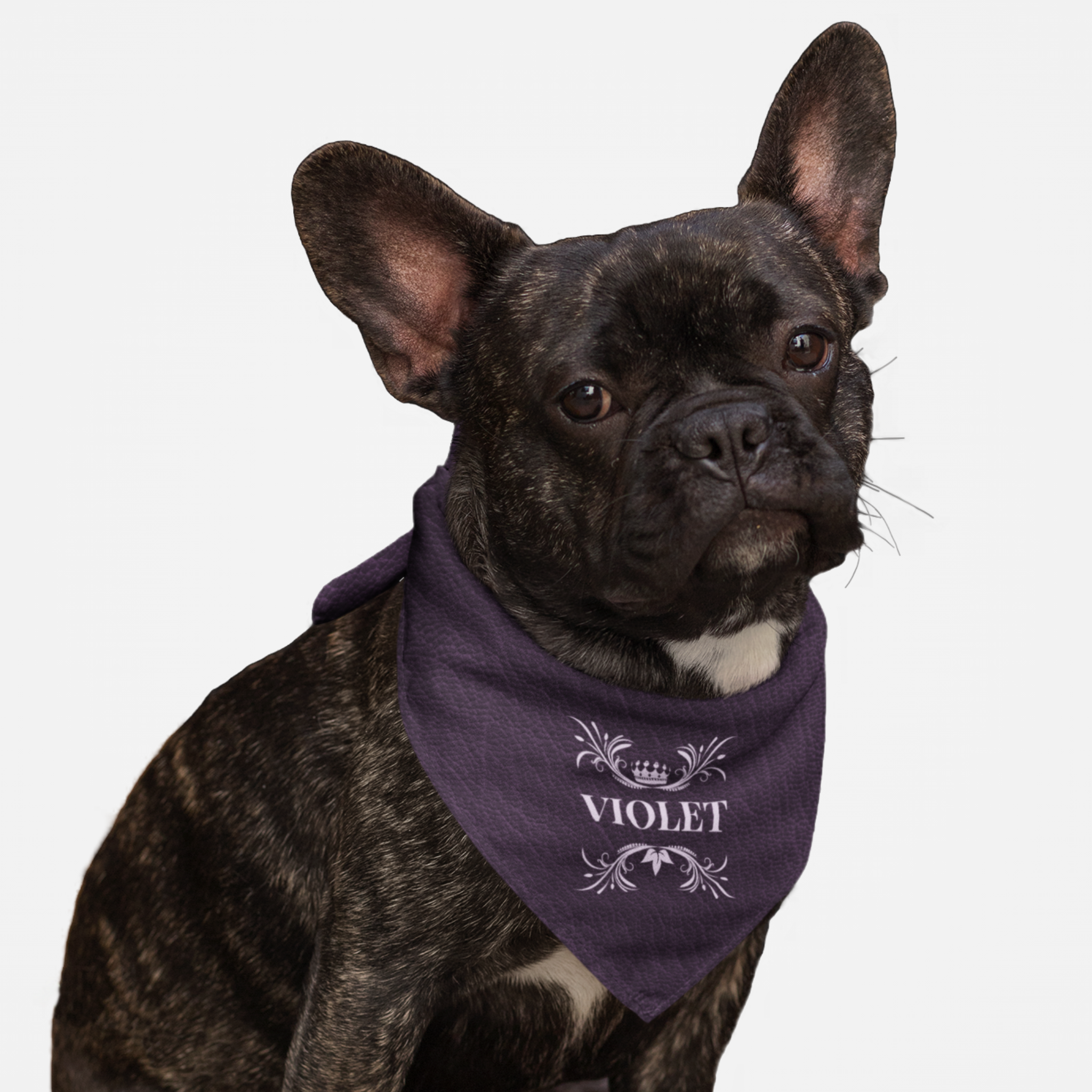 Dog wearing royal style personalized name bandana with custom violet leather print effect background.