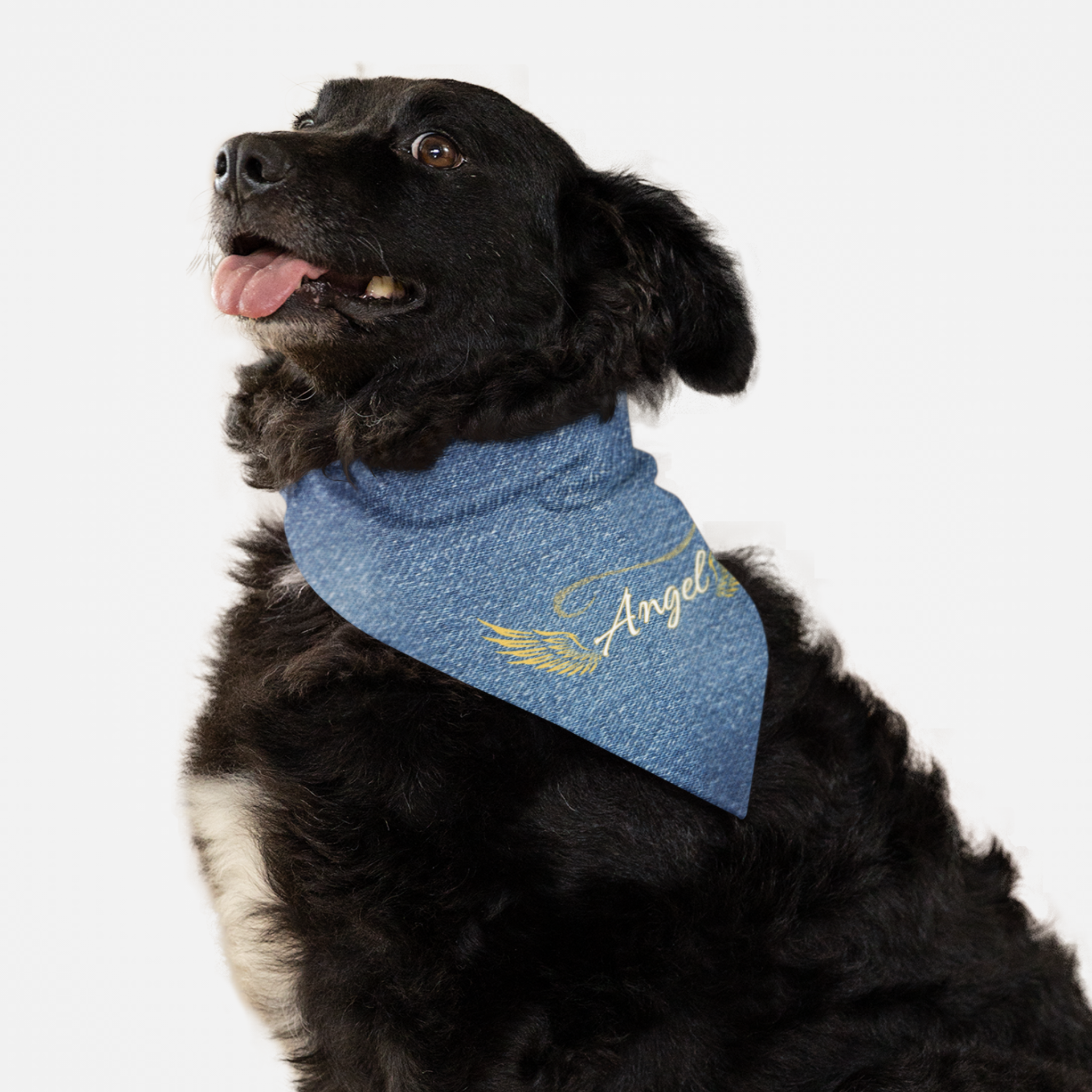 Dog wearing stylish bandana with denim style print featuring golden wings and the word Angel in cursive font.